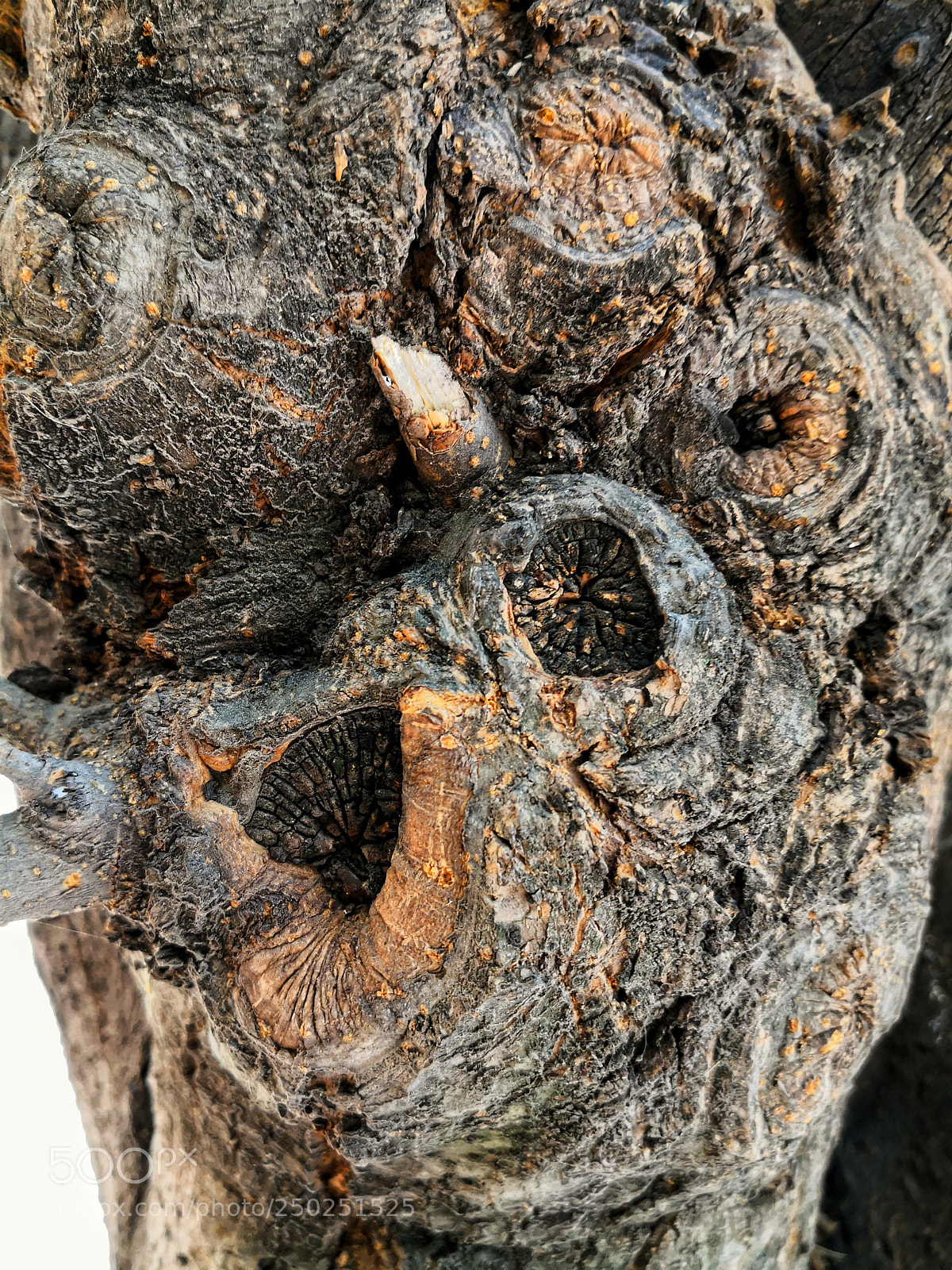 HUAWEI Mate 10 sample photo. Mi árbol. mis cicatrices. photography