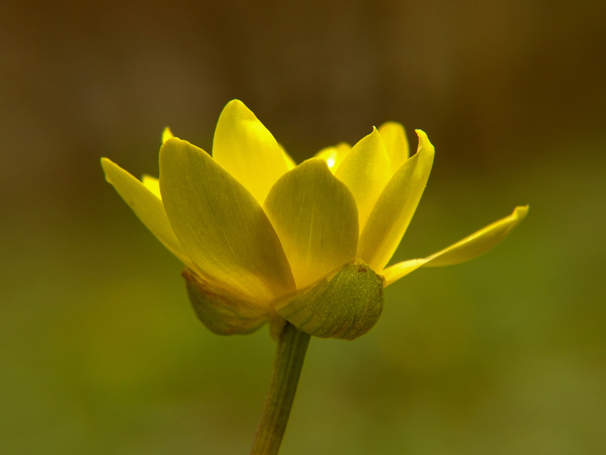 Minolta AF 80-200mm F2.8 HS-APO G sample photo. 46_2018.jpg photography