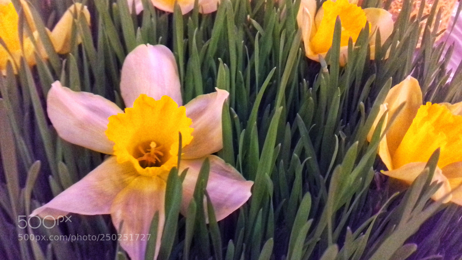 Samsung Galaxy Grand Prime sample photo. Happy holiday novruz photography