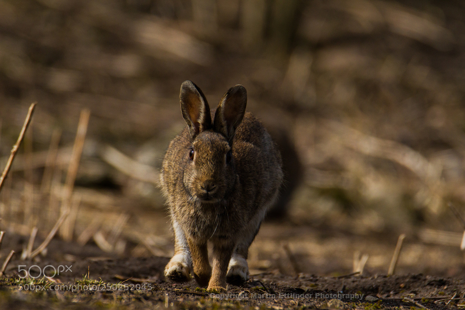 Canon EOS 7D sample photo. European rabbit (oryctolagus cuniculus) 21032018 photography