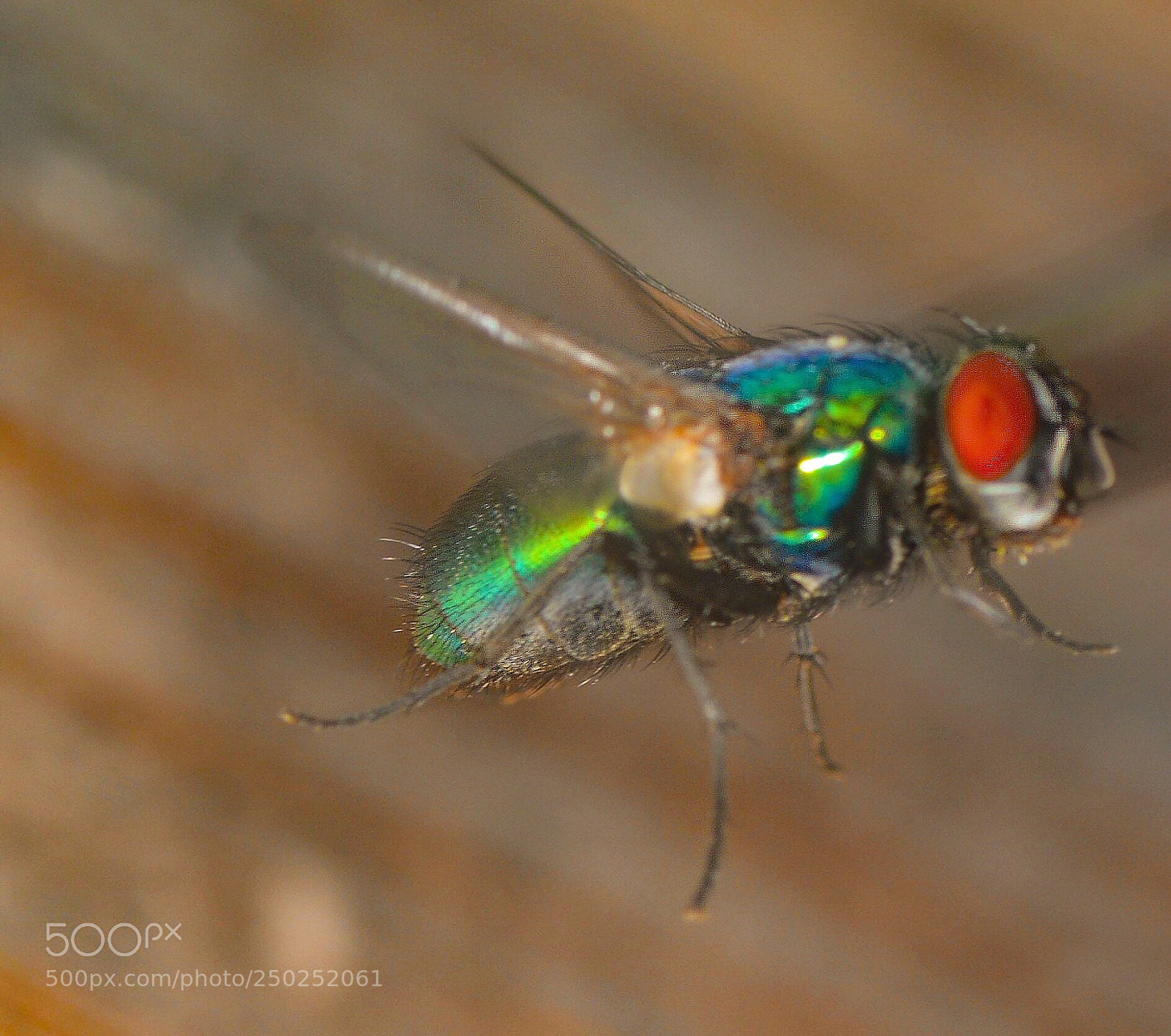Nikon D5200 sample photo. In flight photography