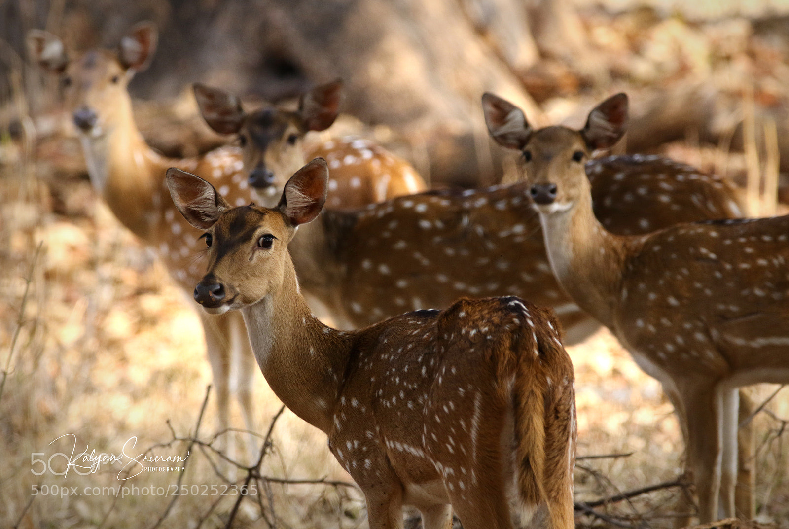 Canon EOS 7D Mark II sample photo. Groupie... photography