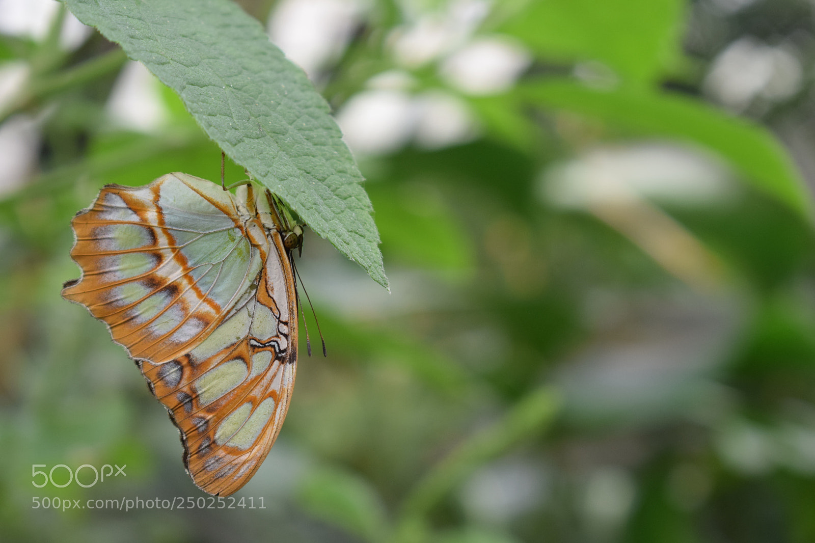 Nikon D5300 sample photo. Shield and suspend photography