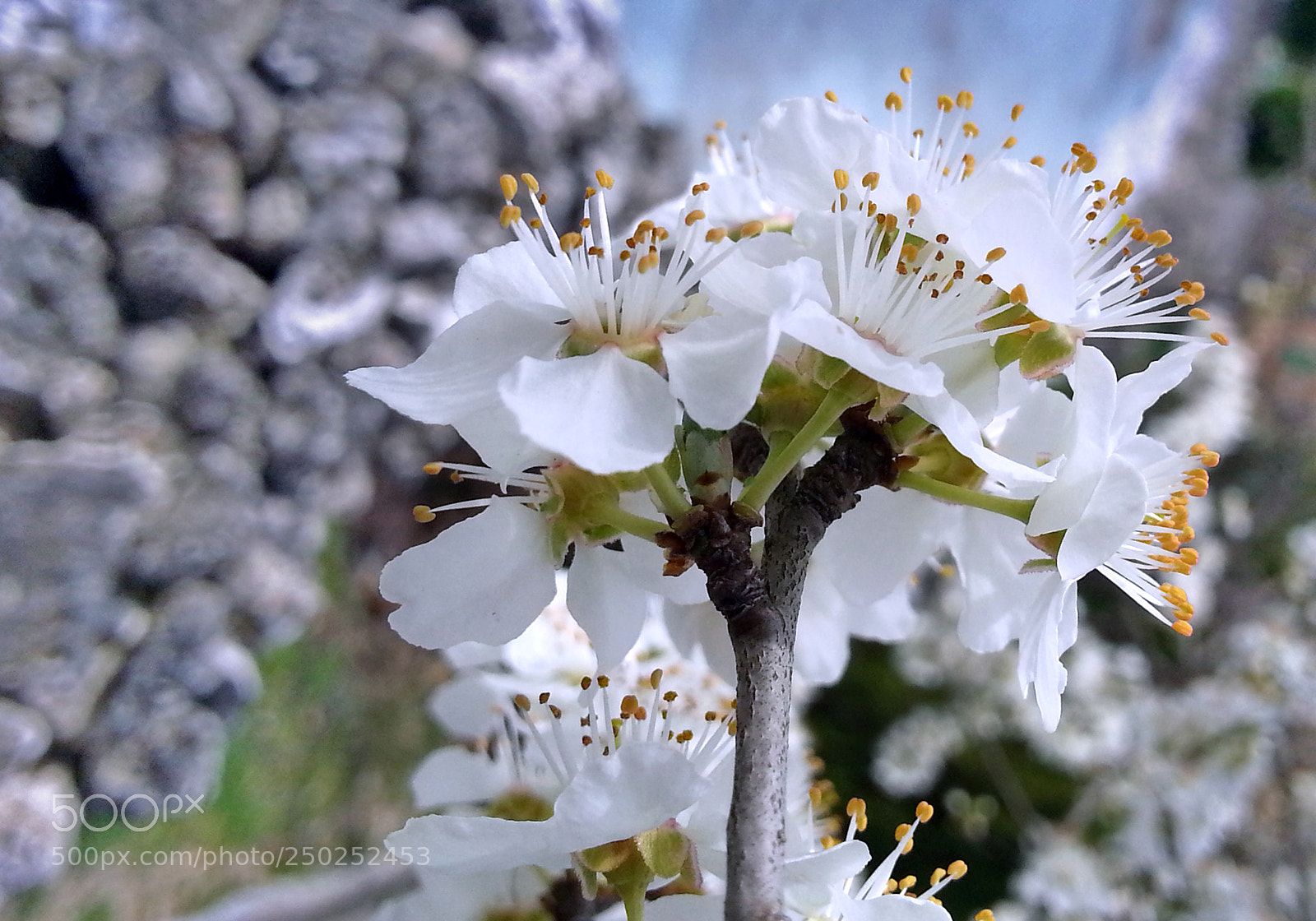 Samsung Galaxy Note2 sample photo. Spring photography