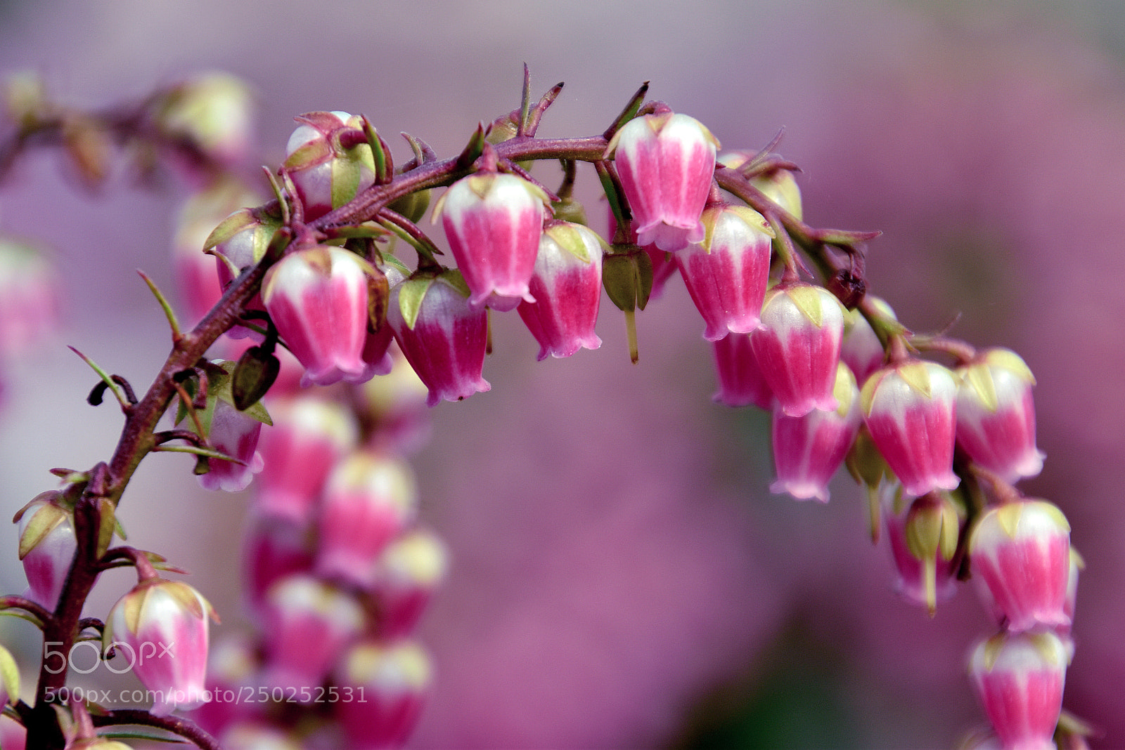 Nikon D5500 sample photo. Capricho photography