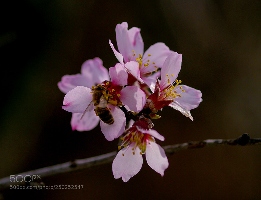 Pentax K20D sample photo. Spring photography