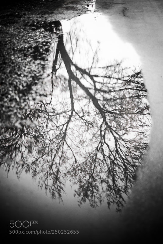 Pentax K10D sample photo. Der baum / the tree photography