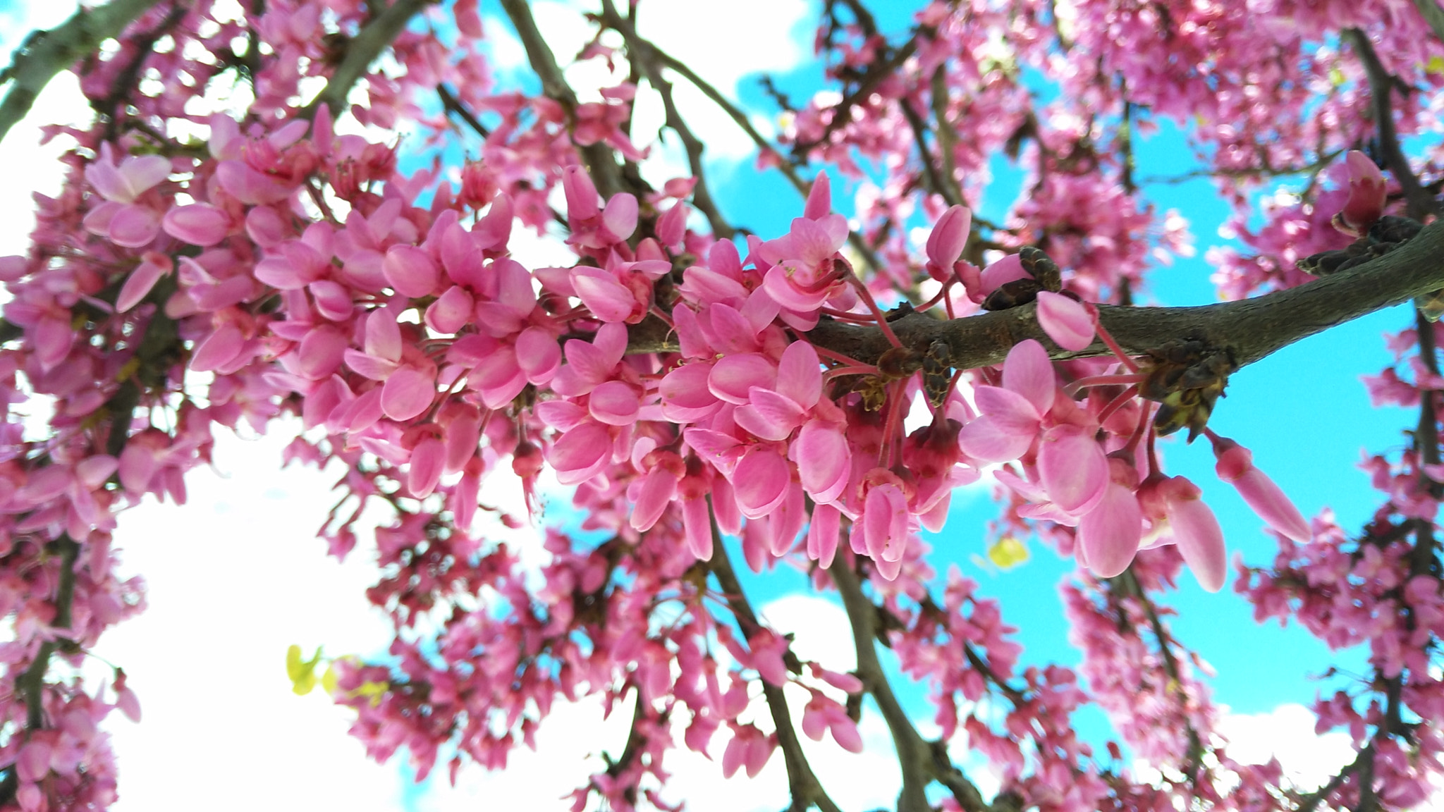 HUAWEI G7-L01 sample photo. Blossom mood photography
