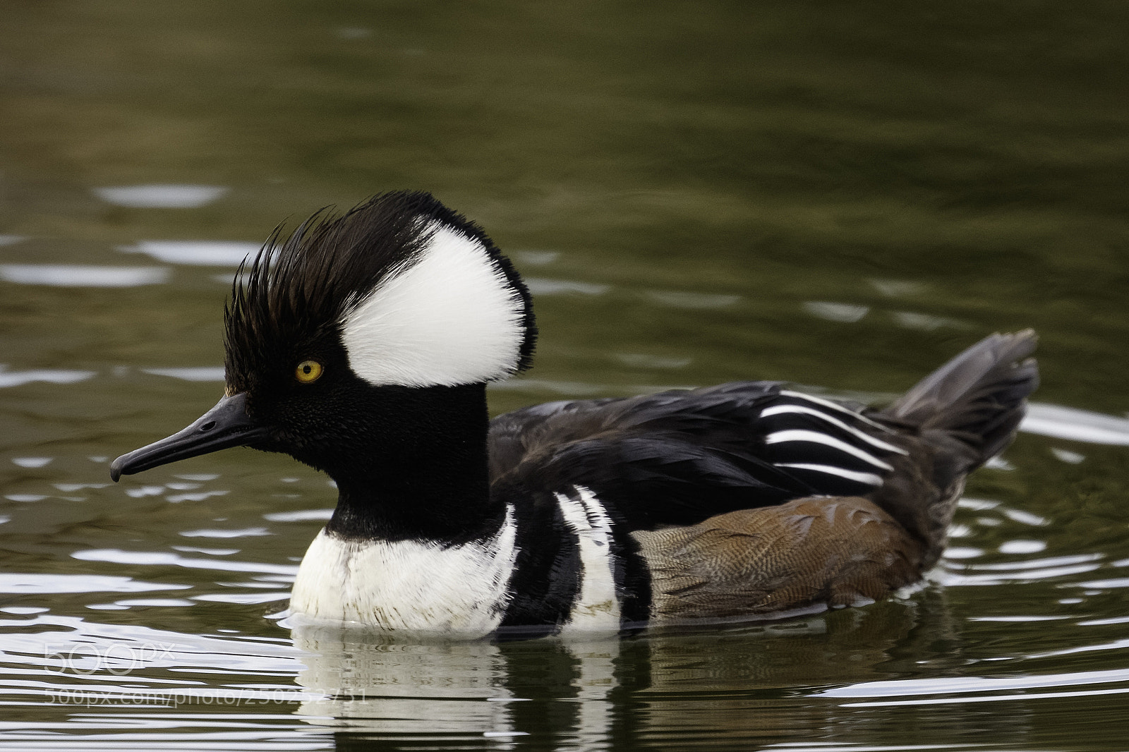 Canon EOS 5DS R sample photo. Hooded merganser photography
