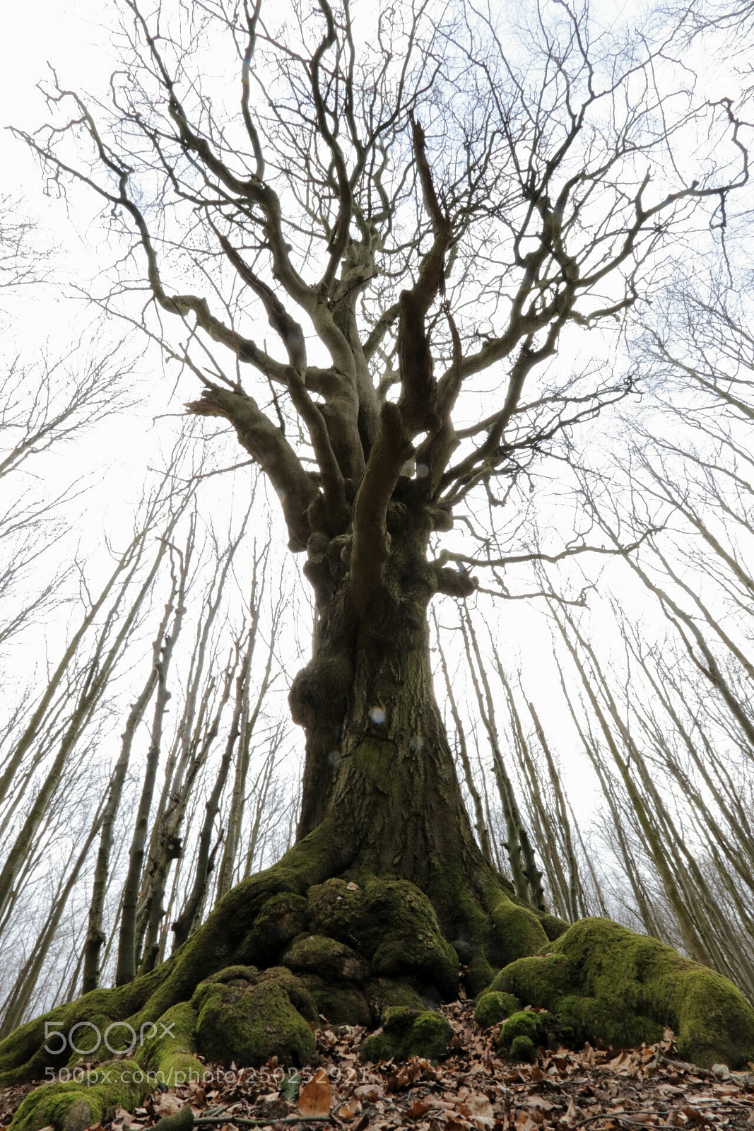 Canon EOS 80D sample photo. Alt wie ein baum photography