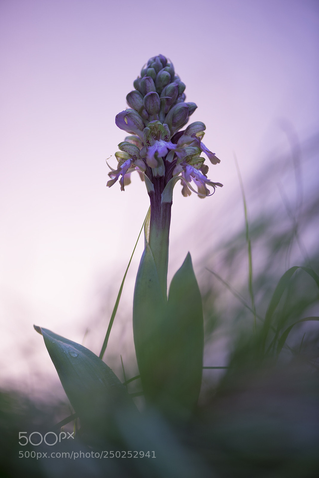Nikon D800 sample photo.  barlia robertiana  photography