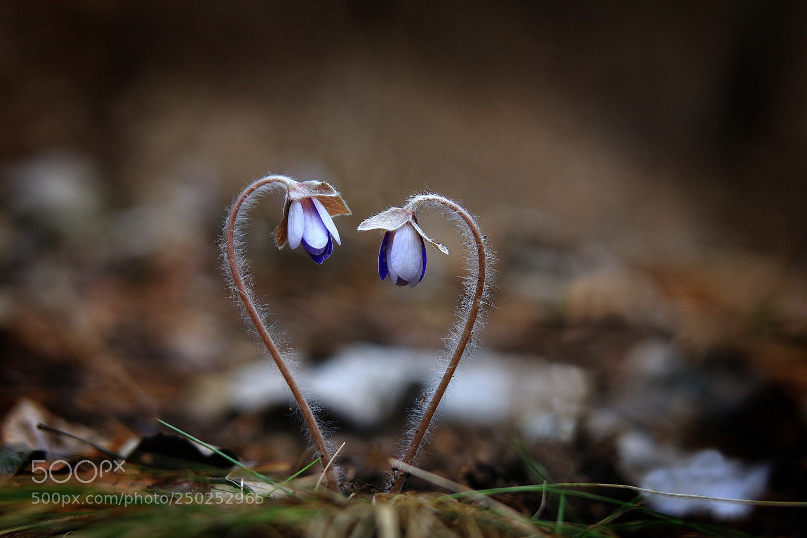 Canon EOS 5D Mark IV sample photo. Spring flowers photography