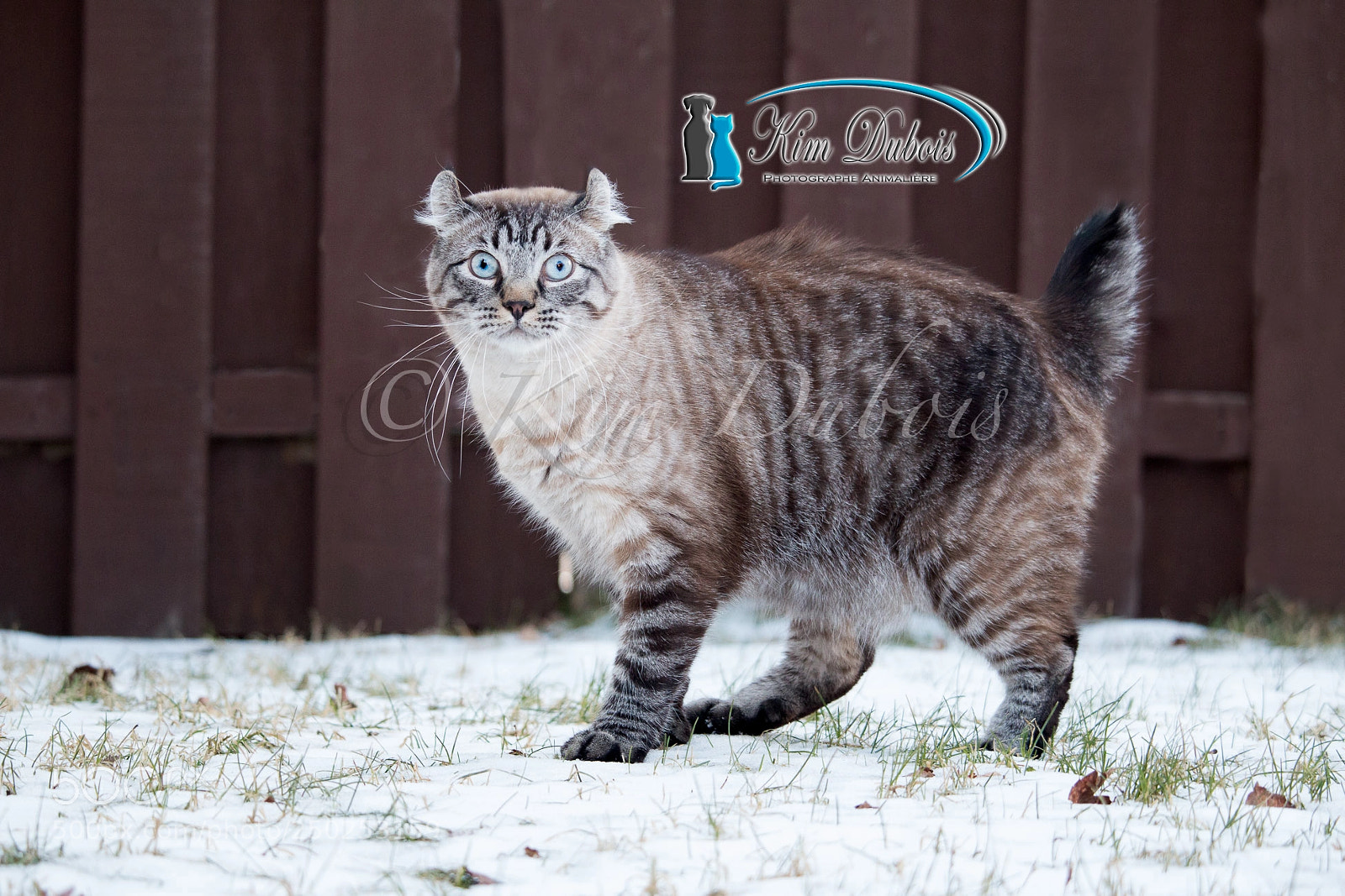 Canon EOS 70D sample photo. Un chat dans la photography
