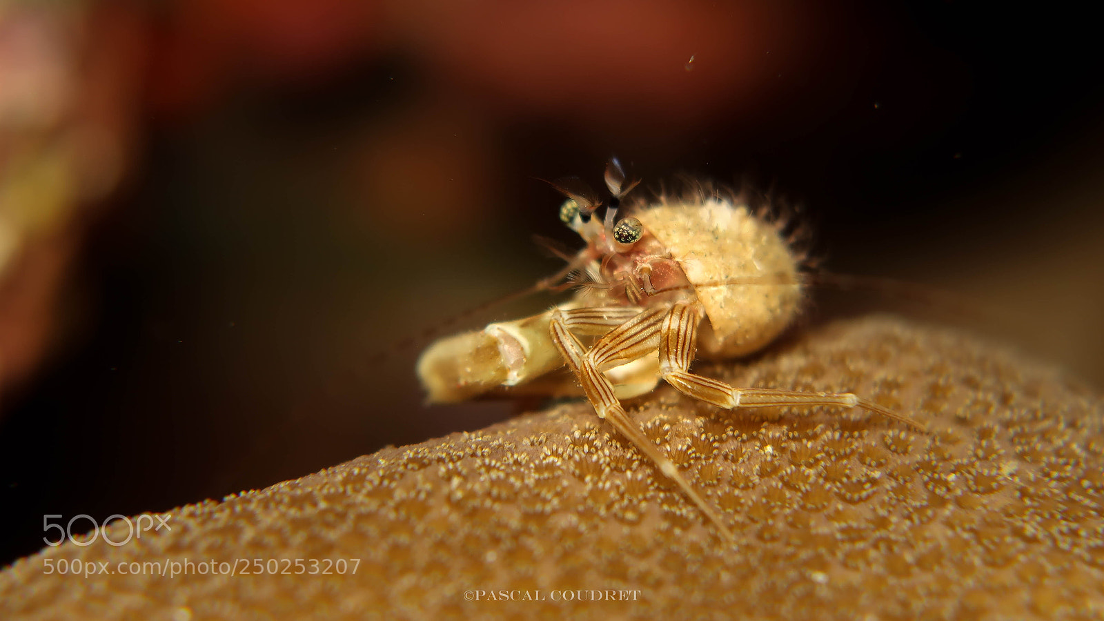 Canon PowerShot G7 X Mark II sample photo. Tiny hermit photography