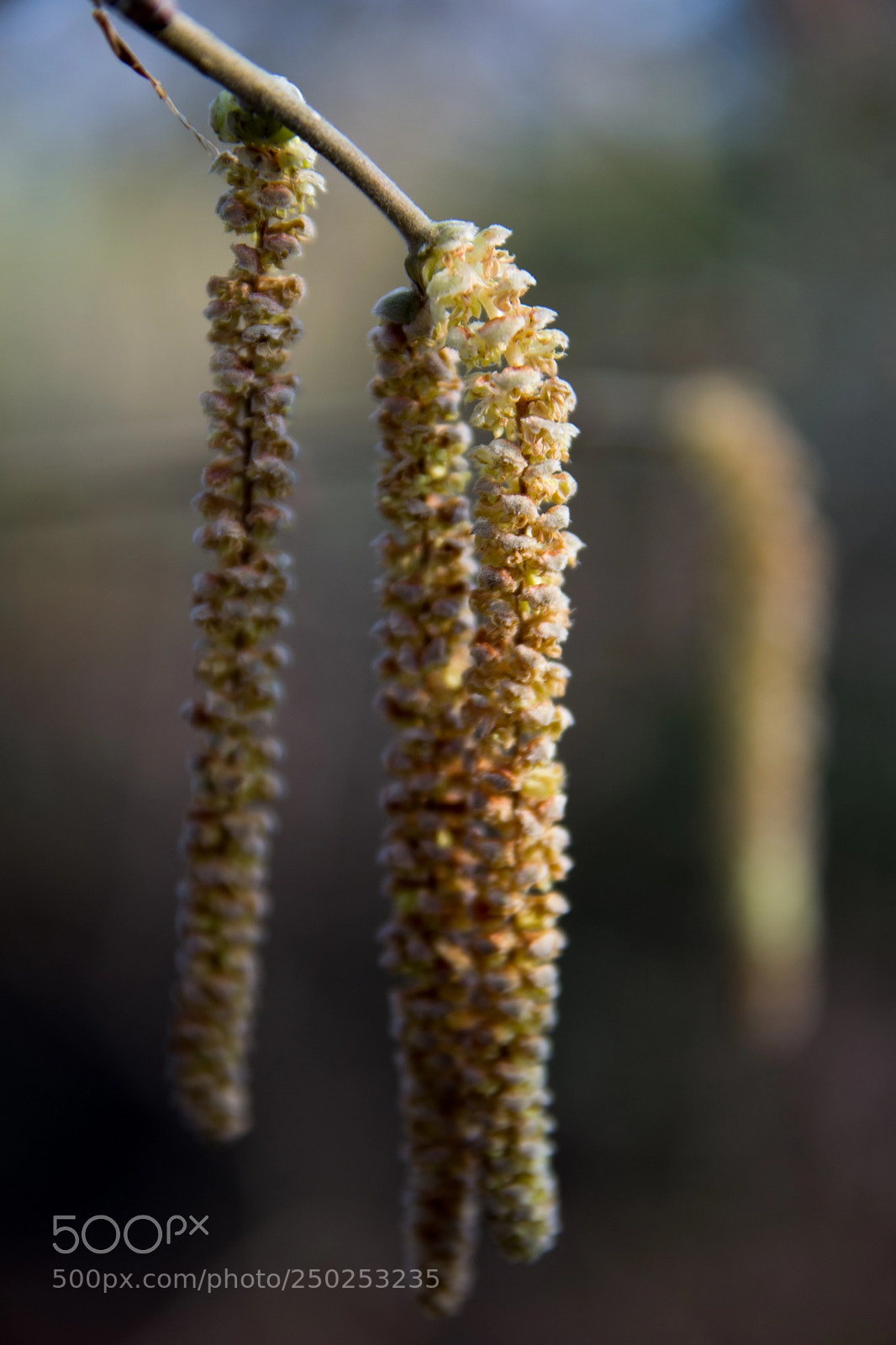 Nikon D3100 sample photo. Spring photography