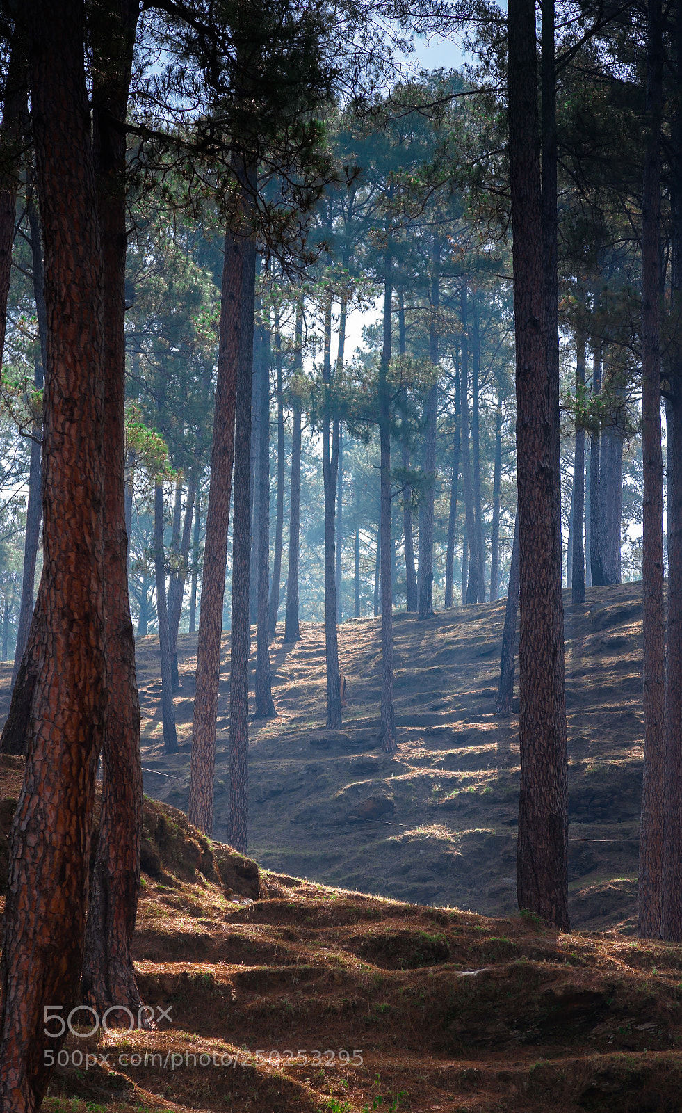 Canon EOS 5D Mark II sample photo. Pine forest photography