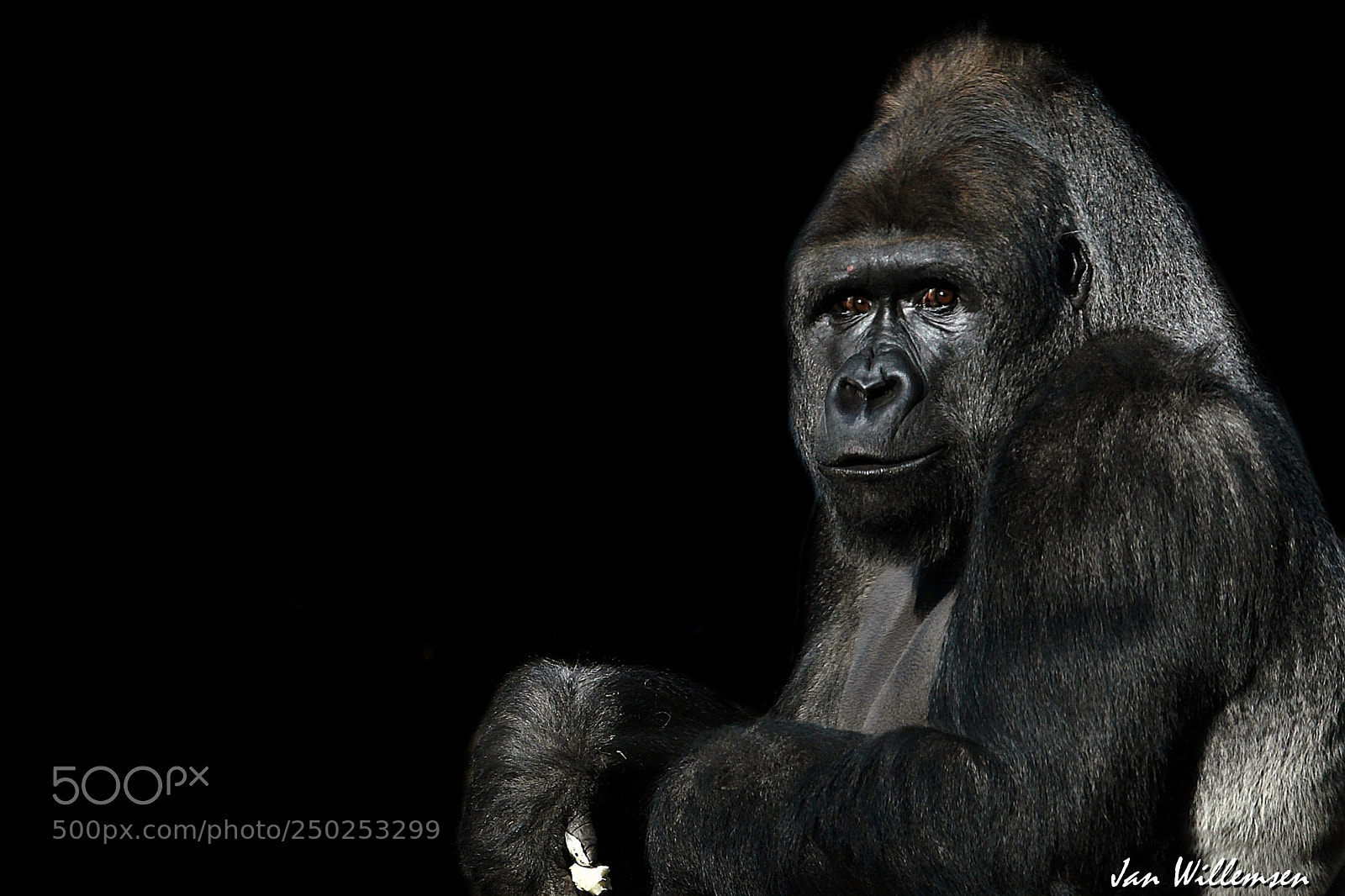 Canon EOS-1D Mark IV sample photo. Western lowland gorilla photography