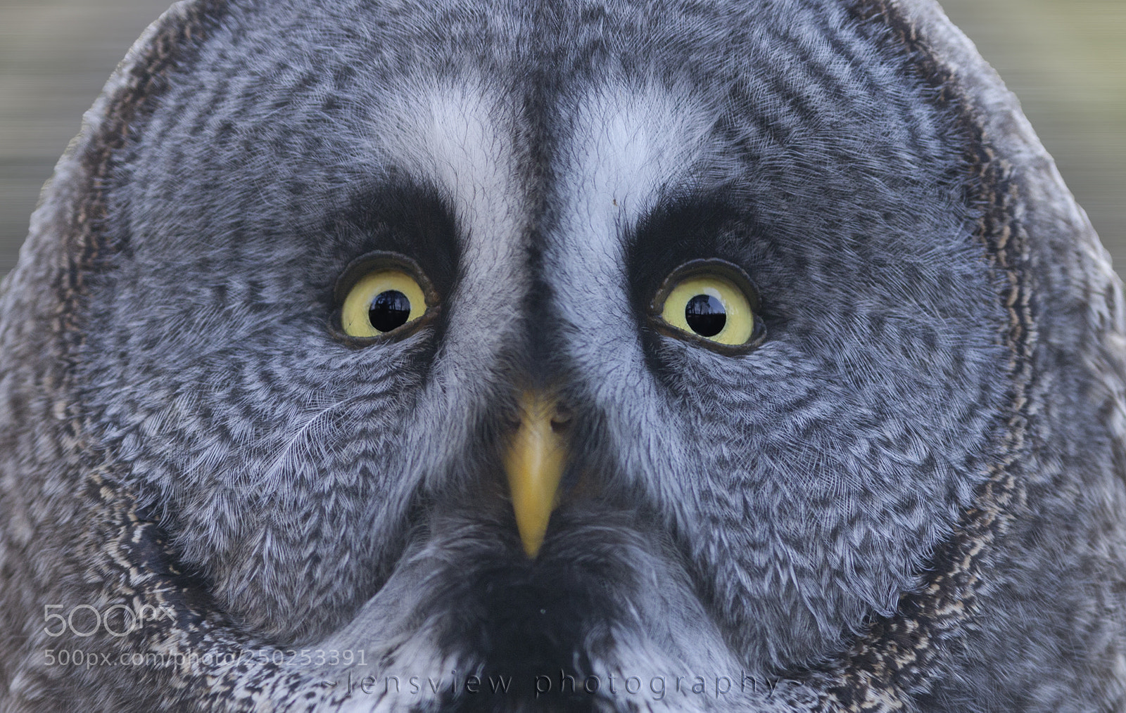 Canon EOS 5D Mark II sample photo. Great grey owl photography
