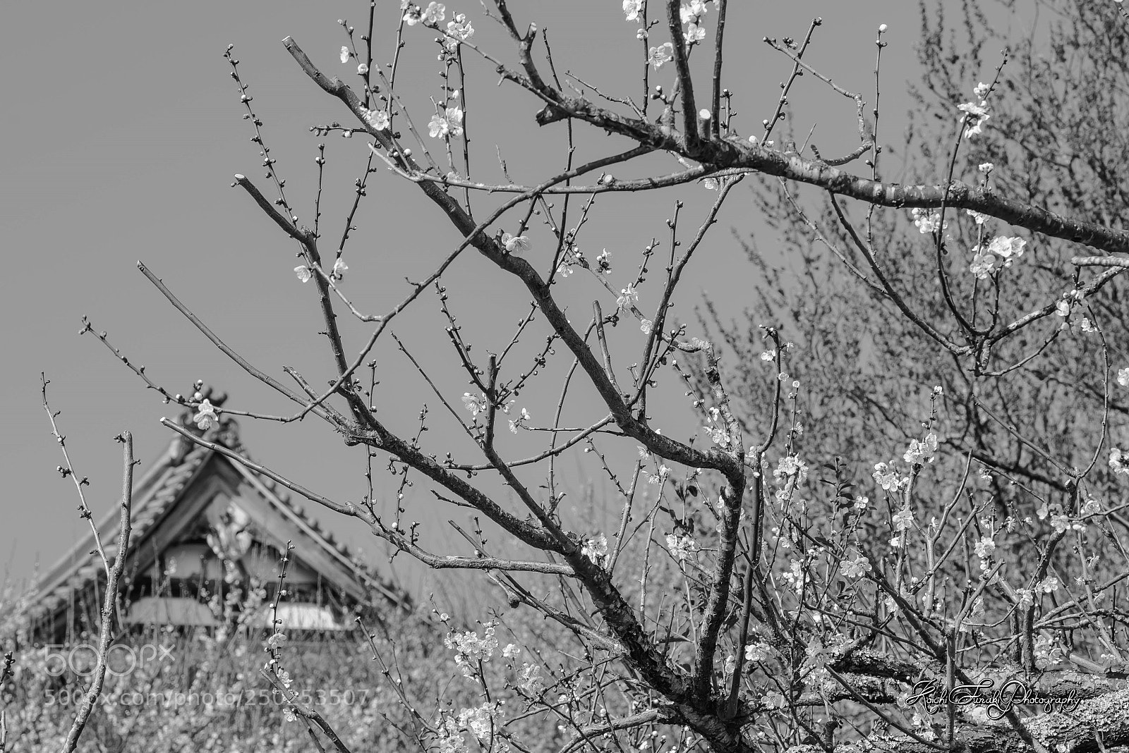 Nikon D810 sample photo. Plum blossoms and temples photography