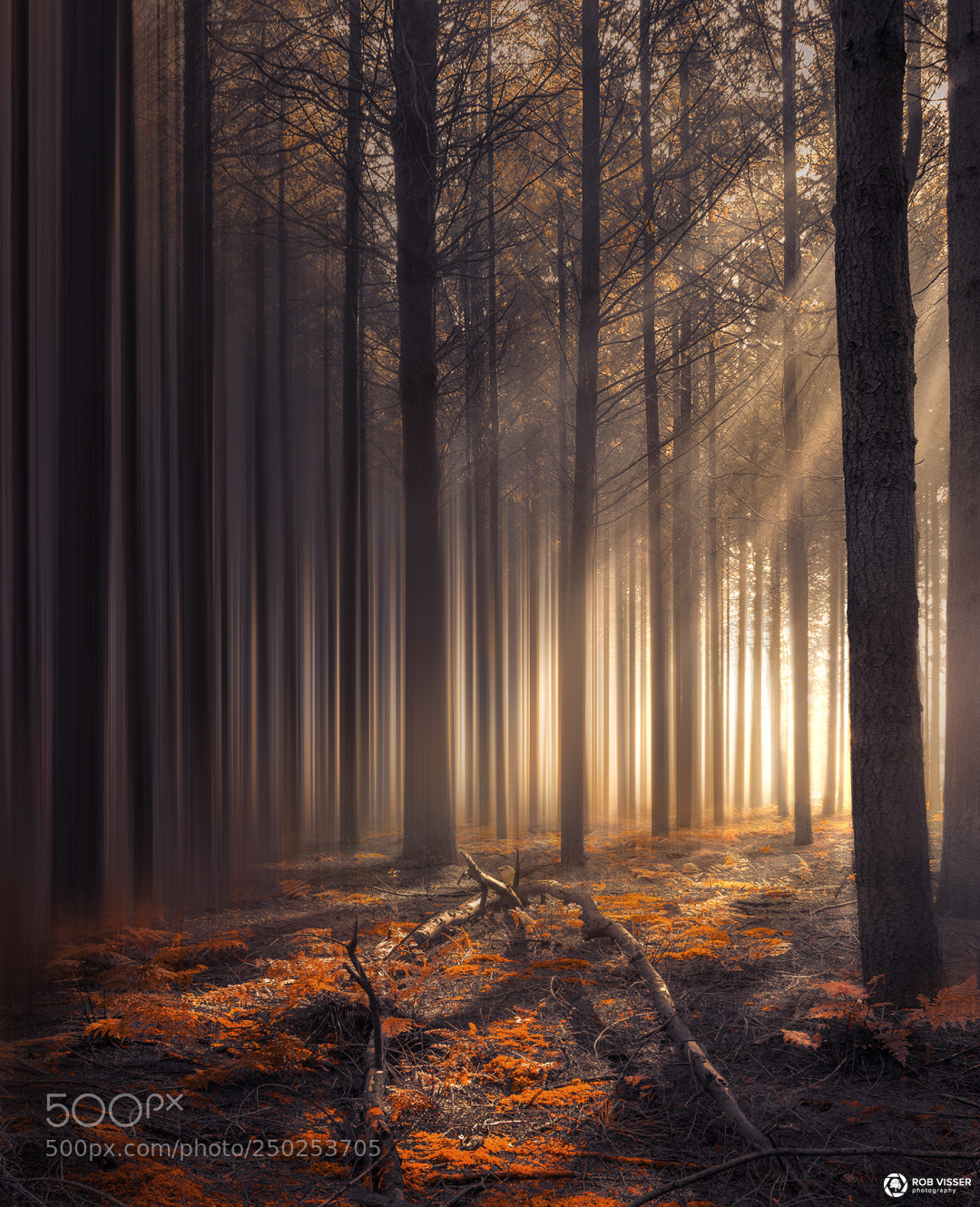 Nikon D5100 sample photo. The lost woods photography