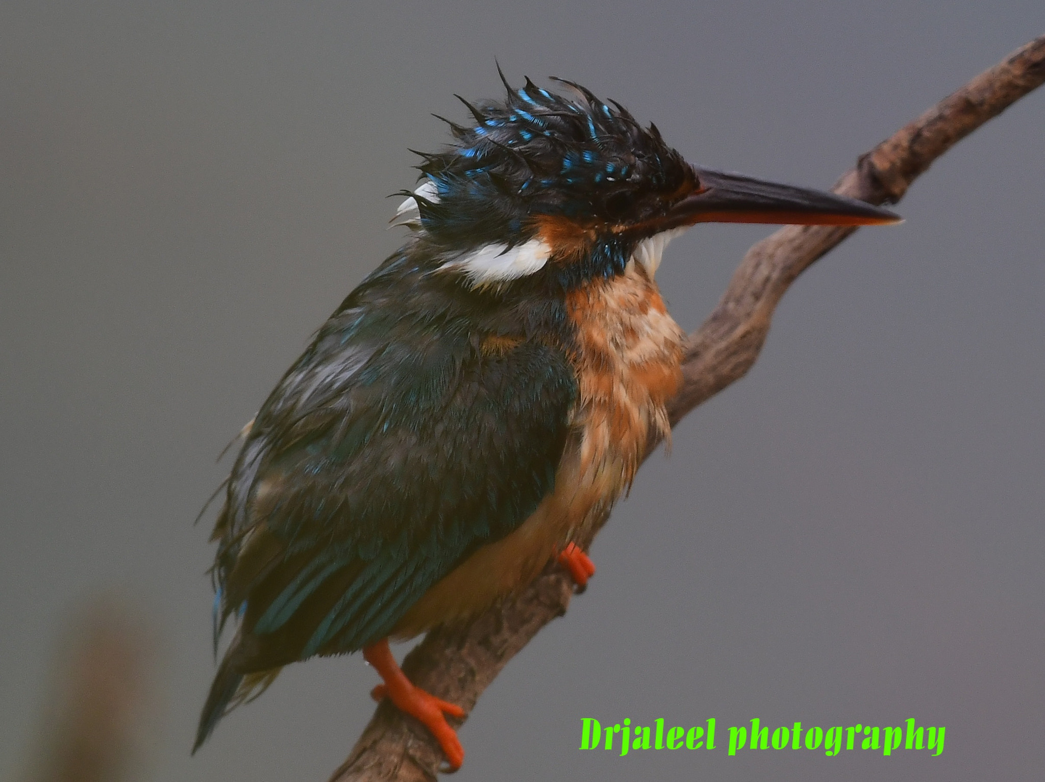 Nikon AF-S Nikkor 200-500mm F5.6E ED VR sample photo