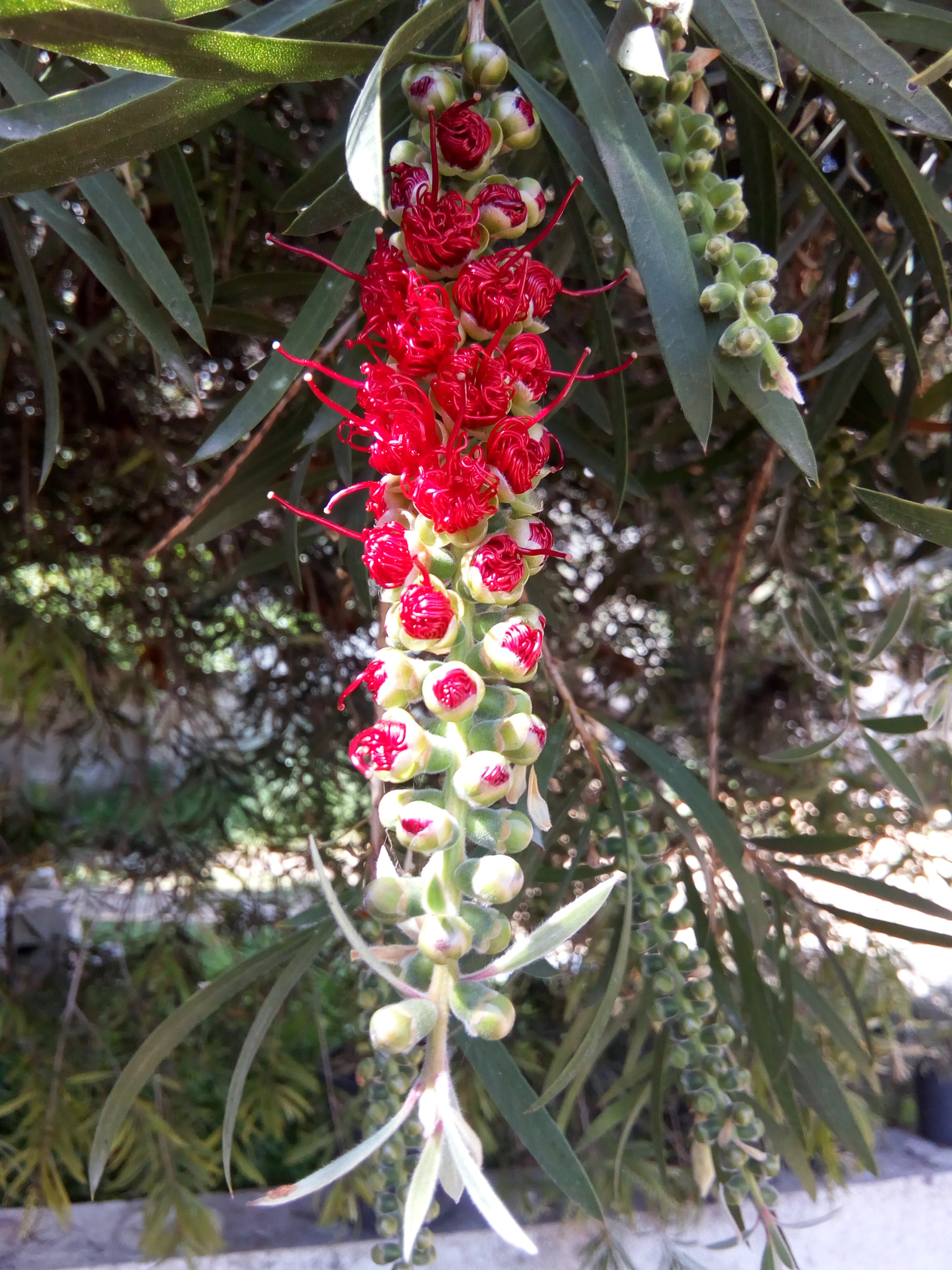 HUAWEI Y5 2017 sample photo. Flower porn photography