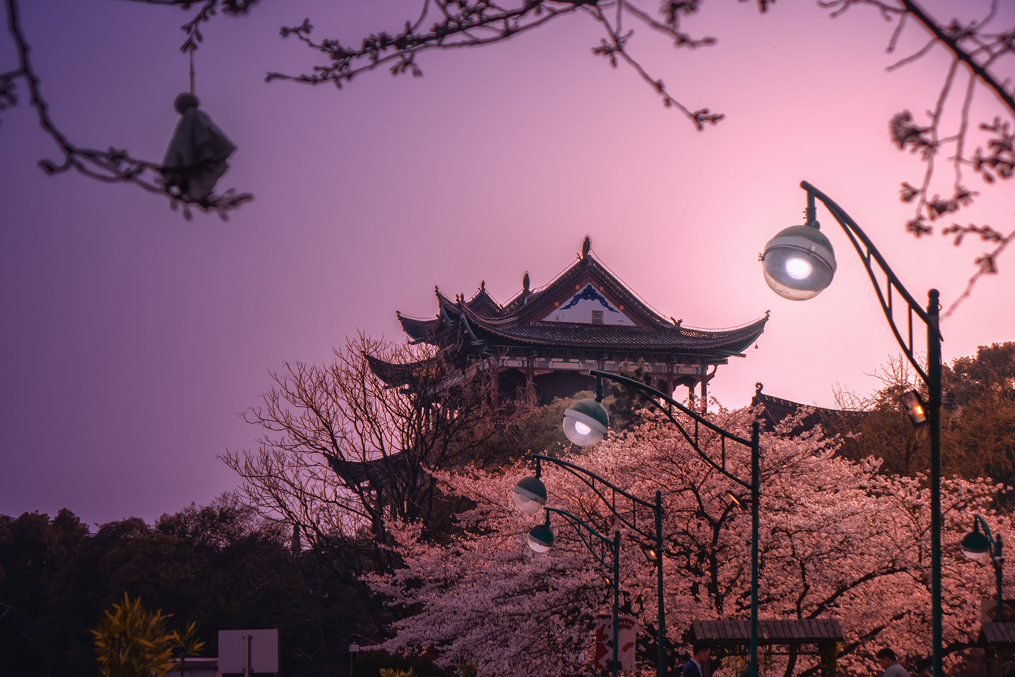 Sony Cyber-shot DSC-RX10 II sample photo. 桜の季節 photography