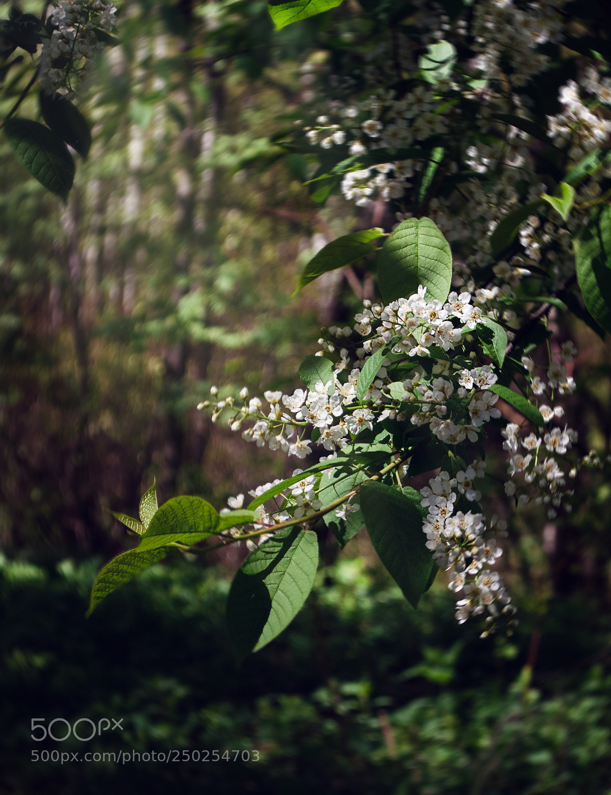Nikon D5100 sample photo. Bird-cherry photography