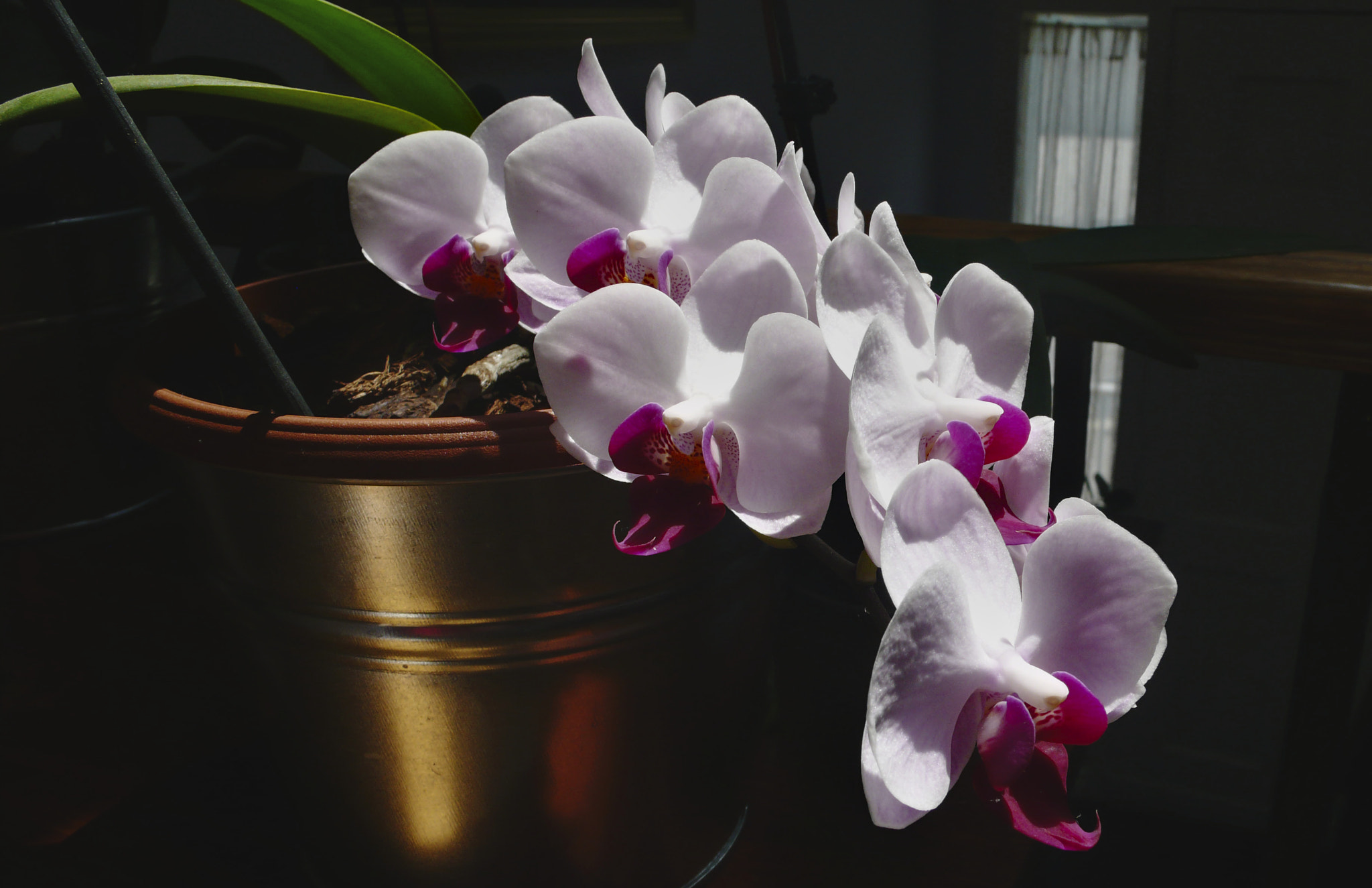 Leica D-LUX 3 sample photo. Orchis in the morning photography