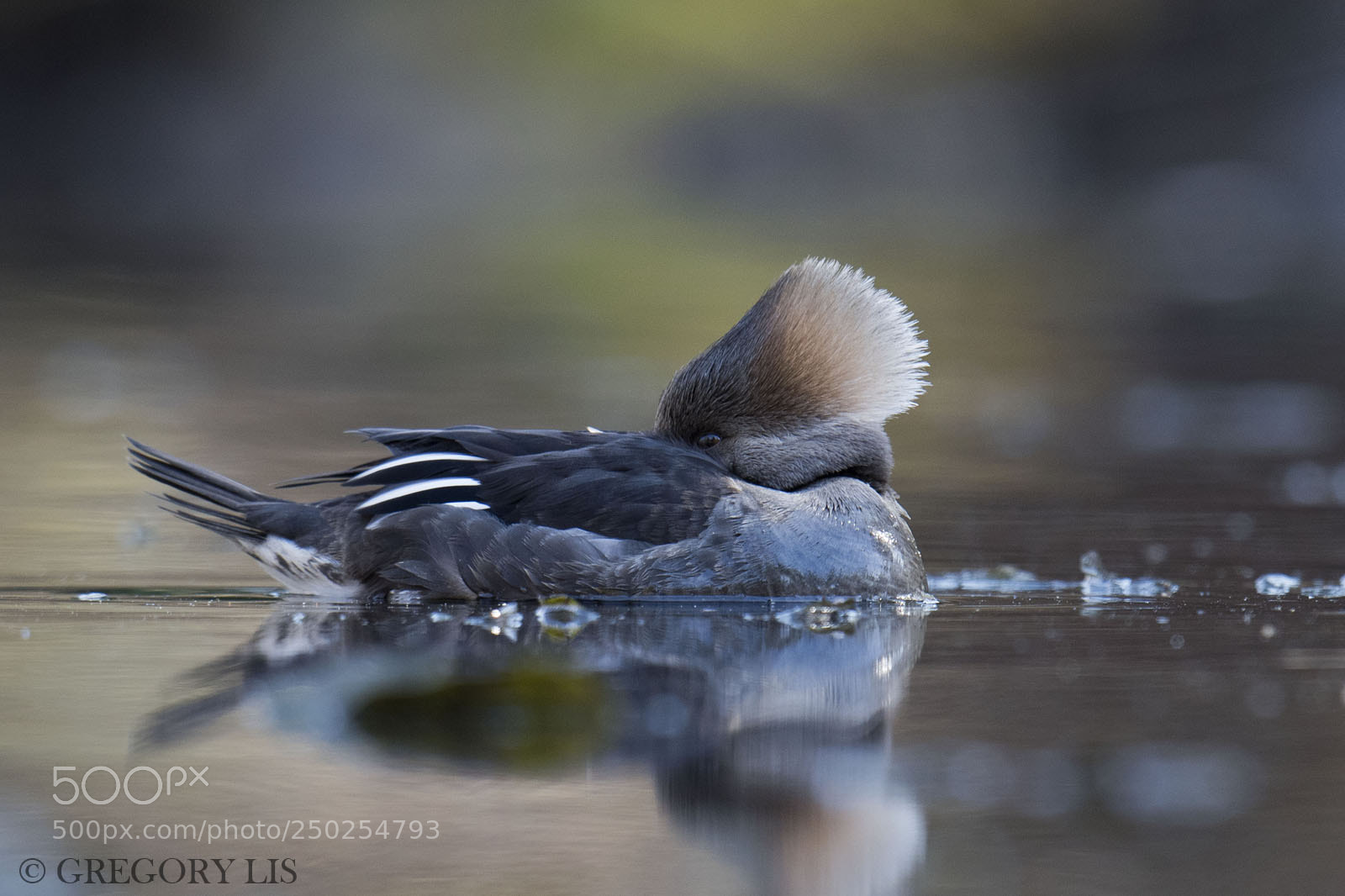 Nikon D810 sample photo. Hooded merganser photography