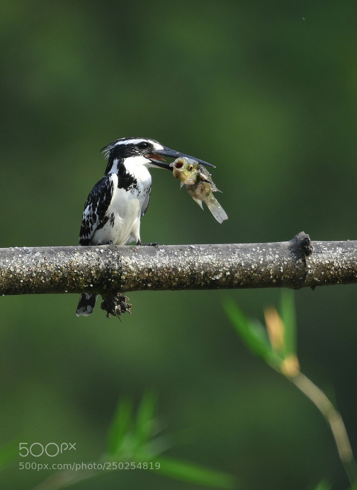 Nikon D500 sample photo. Pied kingfisher photography