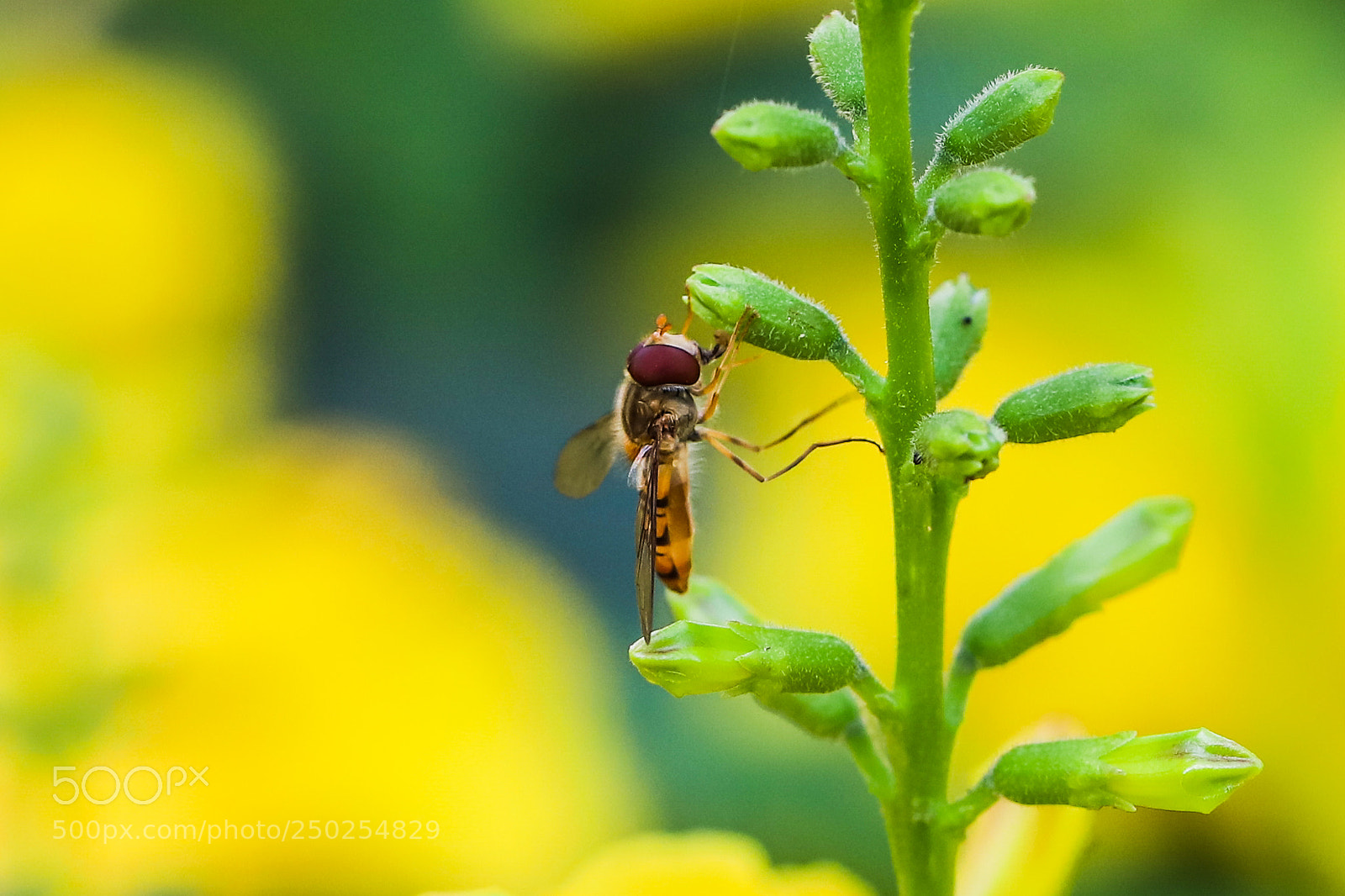 Canon EOS 6D Mark II sample photo. Untitled photography