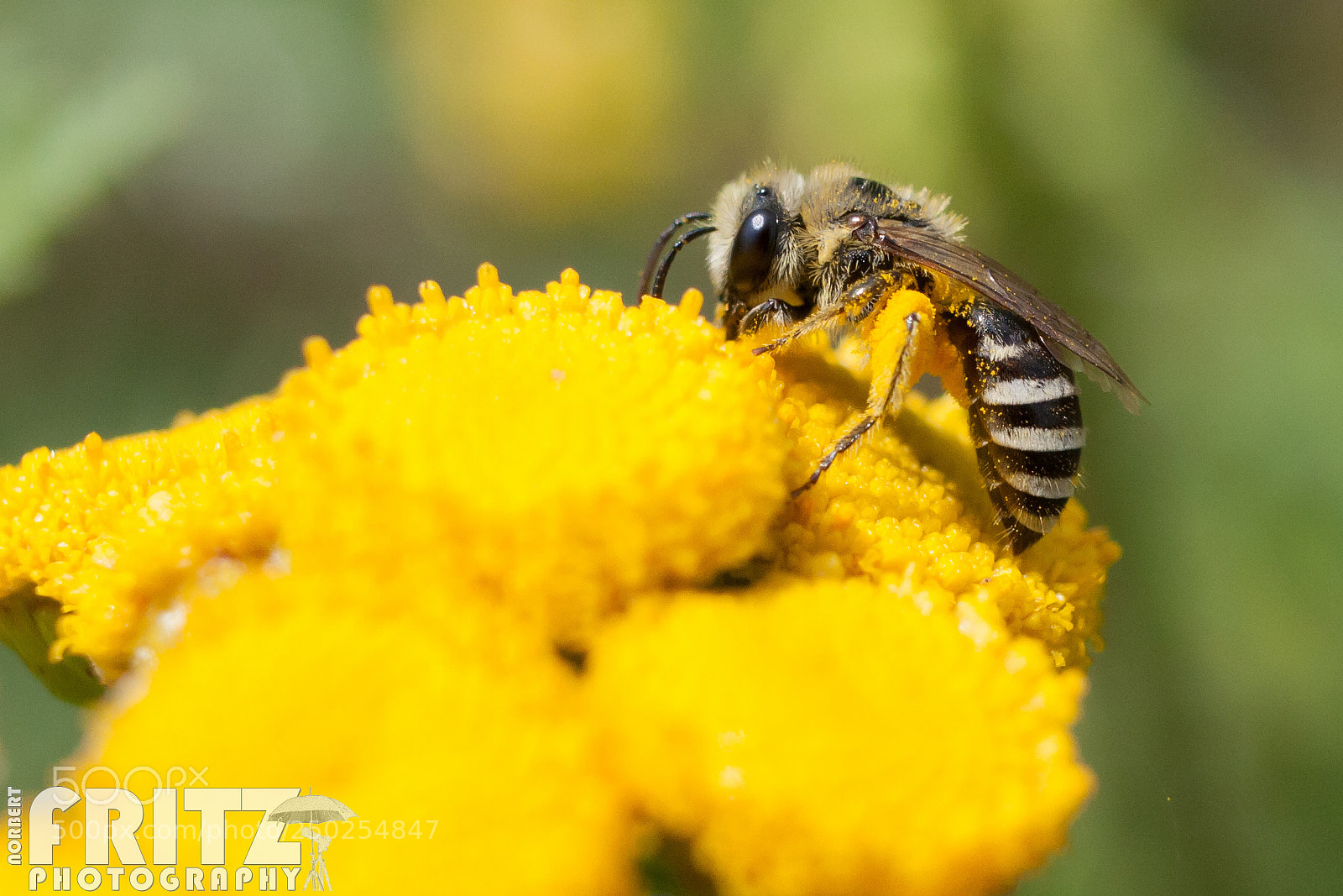 Canon EOS 40D sample photo. Biene photography
