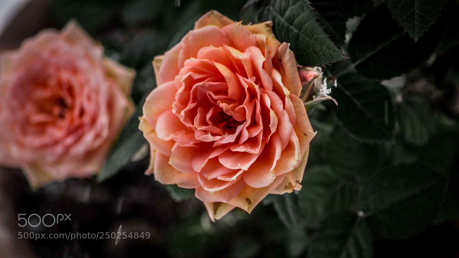 Nikon D3100 sample photo. Untitled photography
