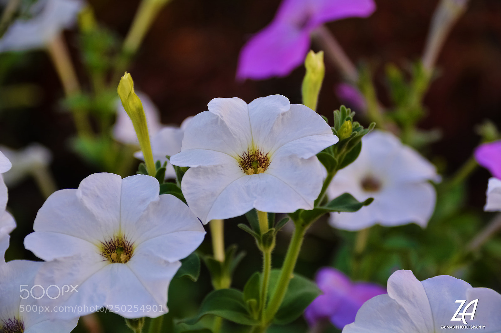 Nikon D5200 sample photo. White flowers photography