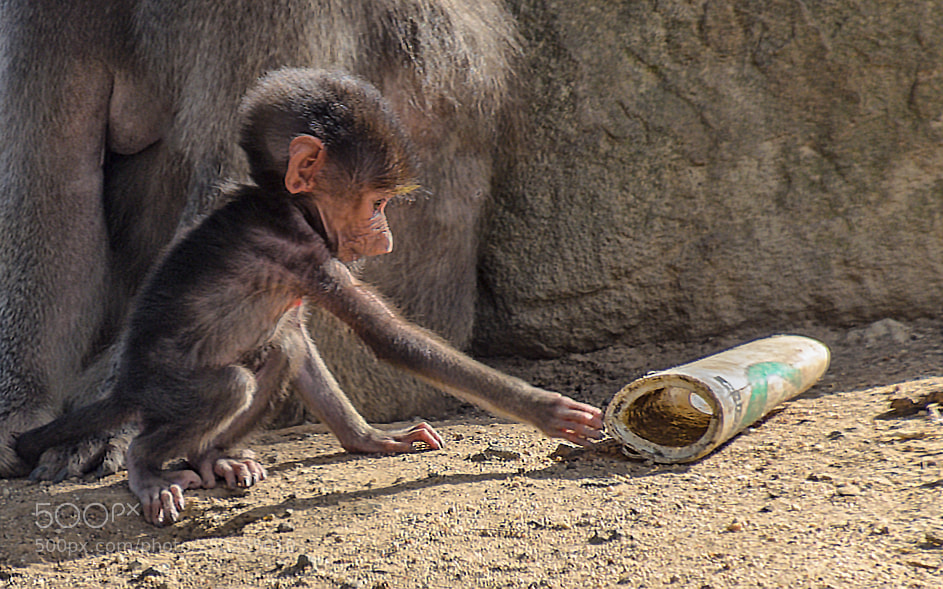 Nikon D7000 sample photo. 180311-007 baby baboon melbourne photography