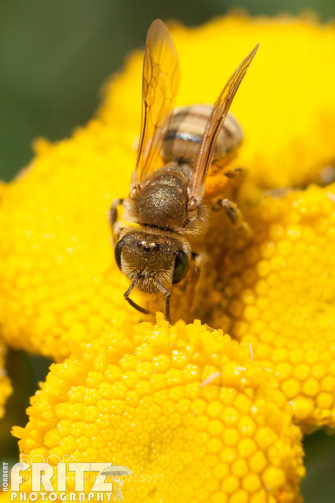 Canon EOS 40D sample photo. Biene photography