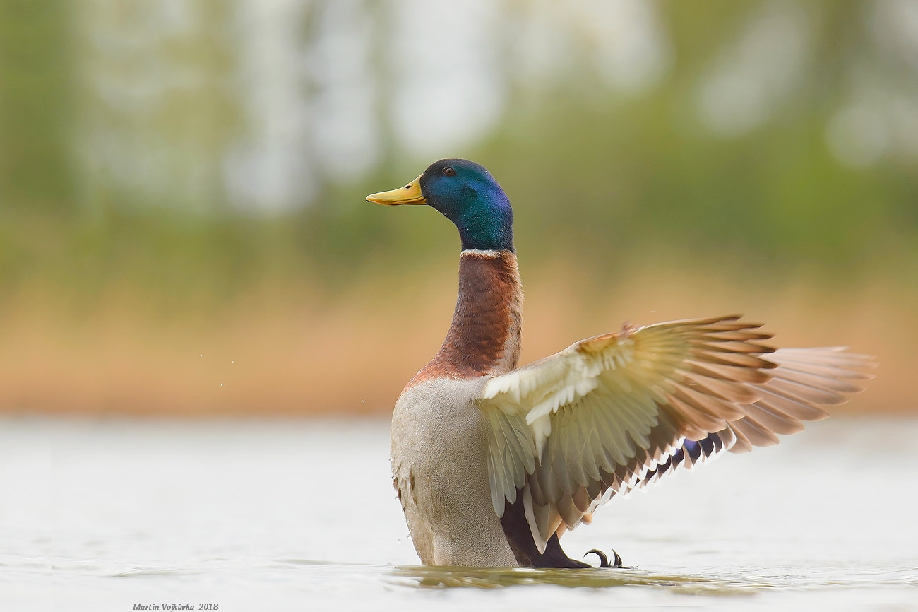 Nikon D5300 sample photo. Wild duck photography