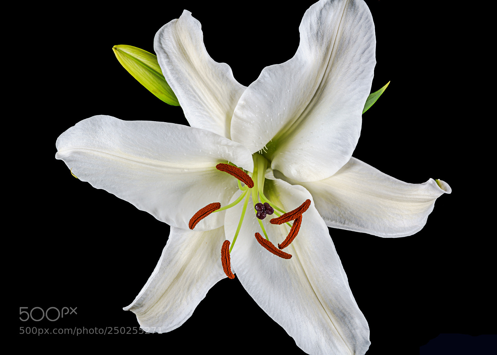 Sony a7R II sample photo. Fragrant lilly photography