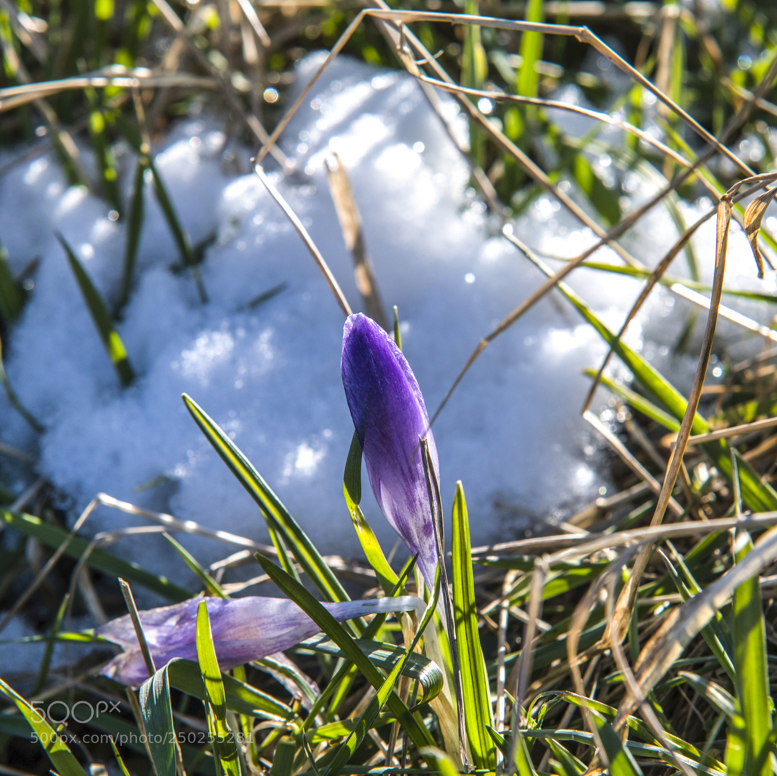 Nikon D500 sample photo. S p r i photography