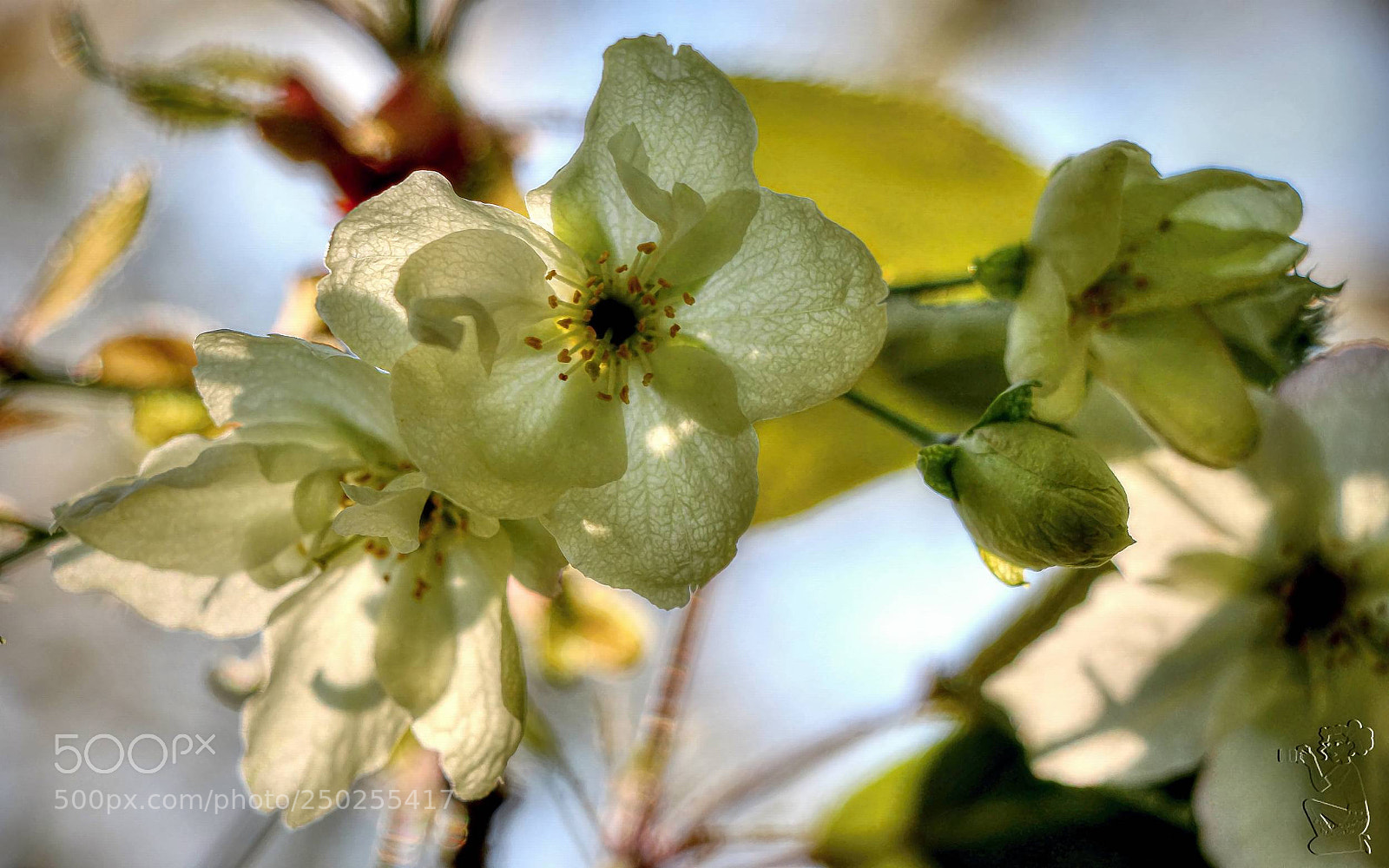 Canon EOS 650D (EOS Rebel T4i / EOS Kiss X6i) sample photo. Winter-cherry photography