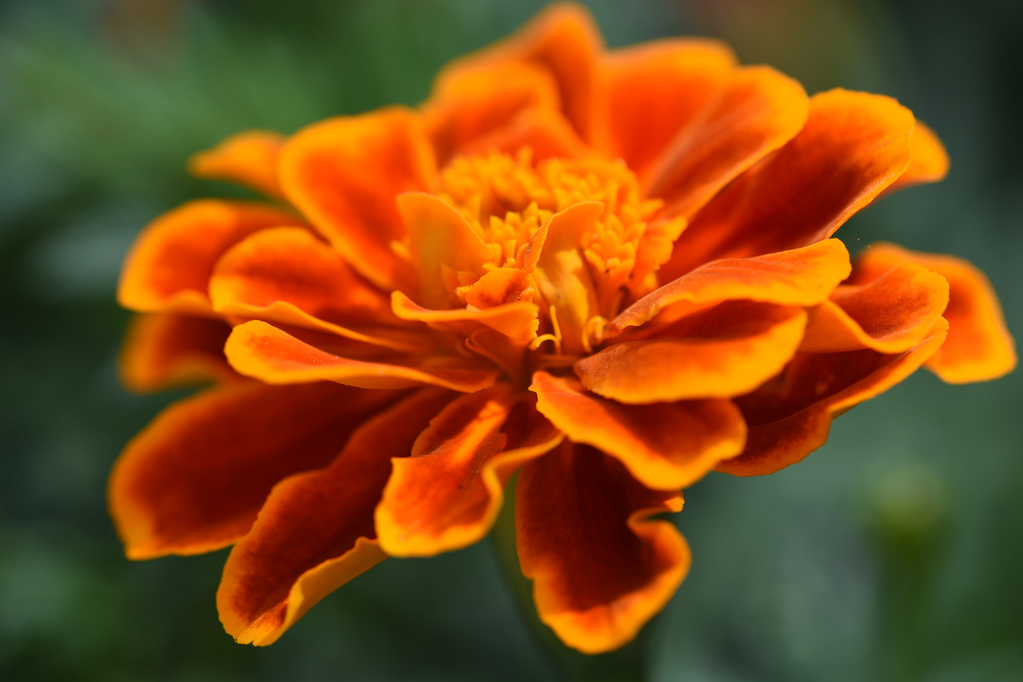 Nikon D750 + Nikon AF Micro-Nikkor 200mm F4D ED-IF sample photo. Orange color flower photography