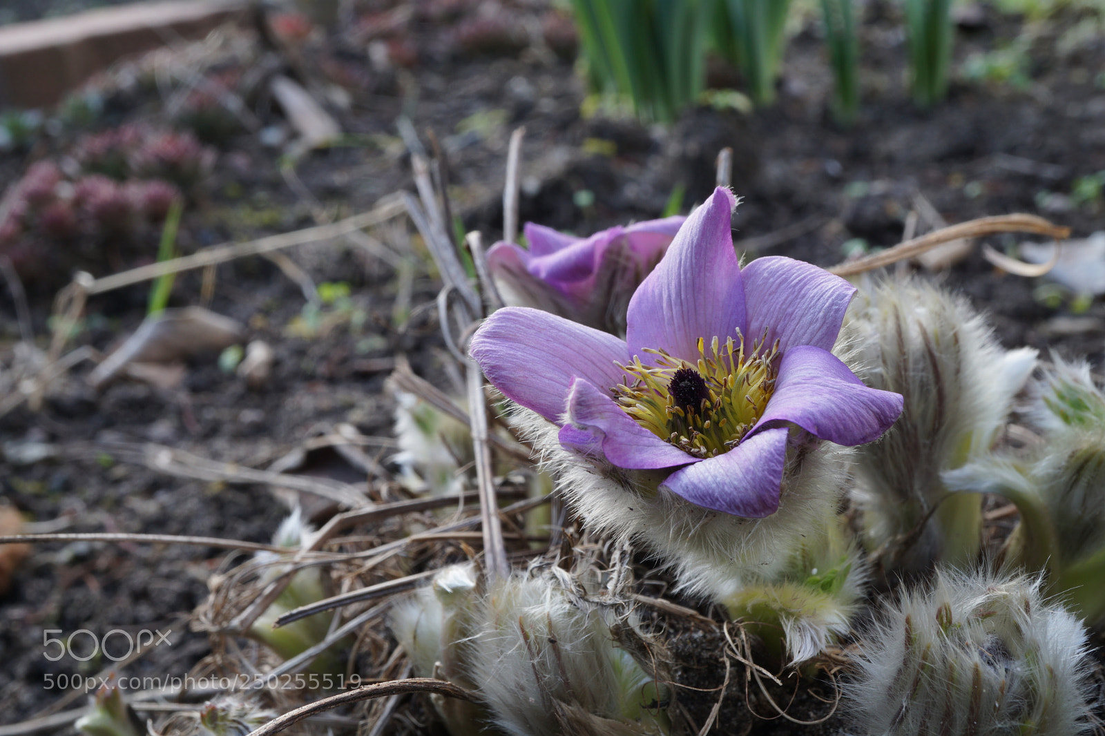 Sony a6000 sample photo. Küchenschelle photography