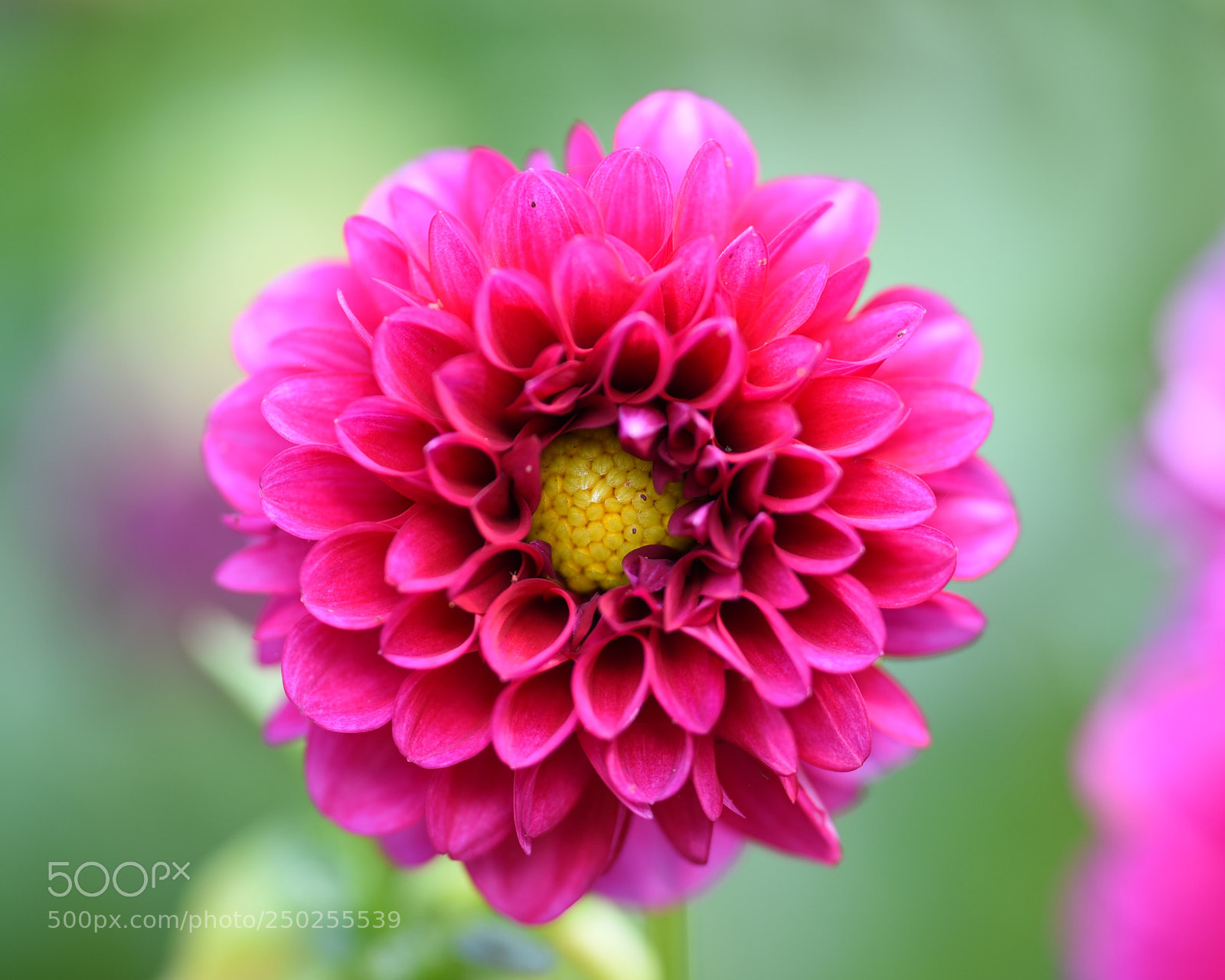 Nikon D750 sample photo. Pink colour flower photography