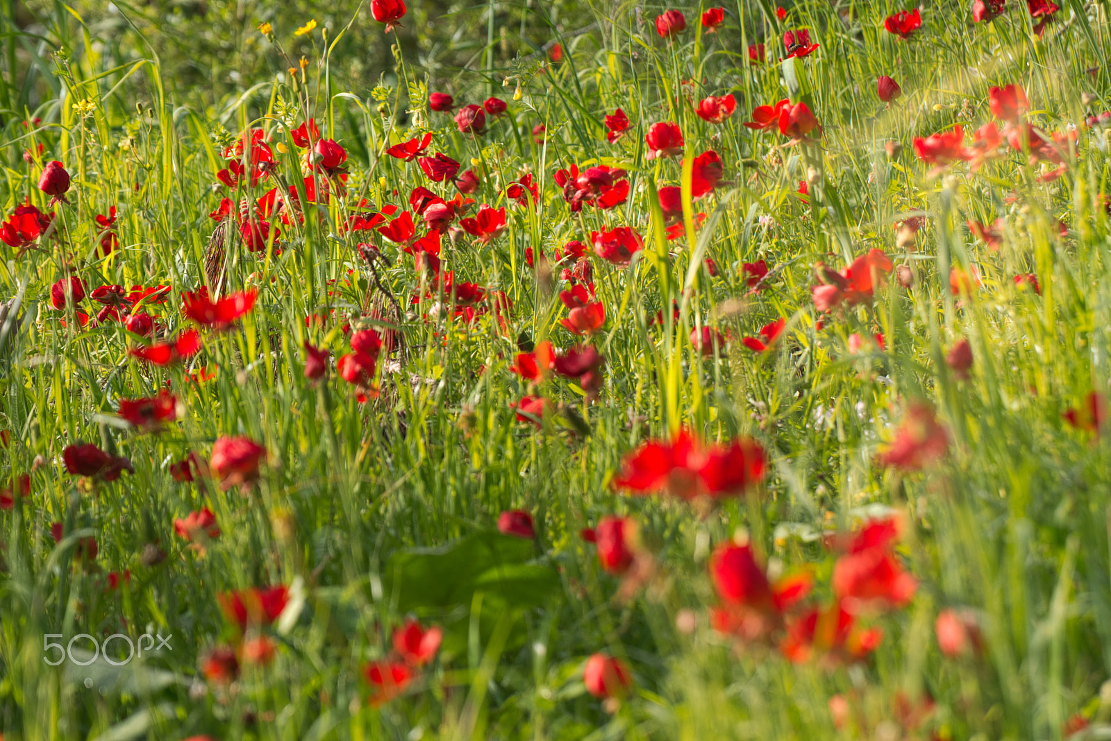 Nikon D7200 + Tamron SP 70-300mm F4-5.6 Di VC USD sample photo. Red flowers at the spring morning. photography