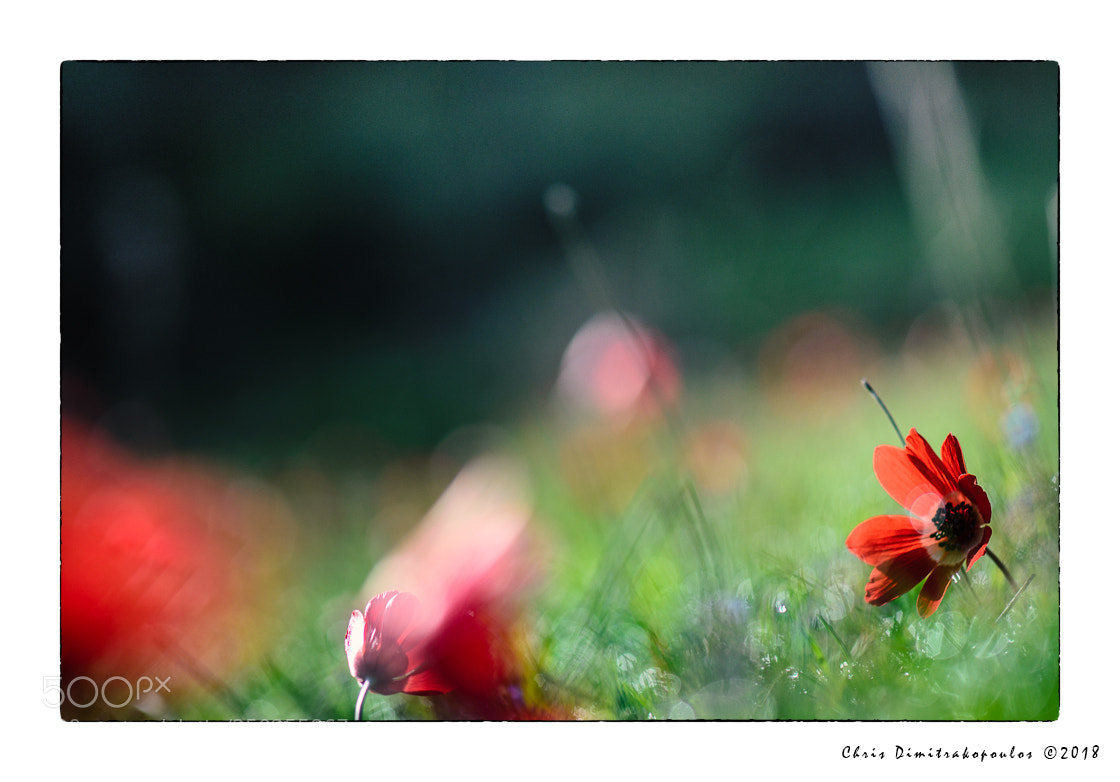Nikon D7000 sample photo. Red impressions photography