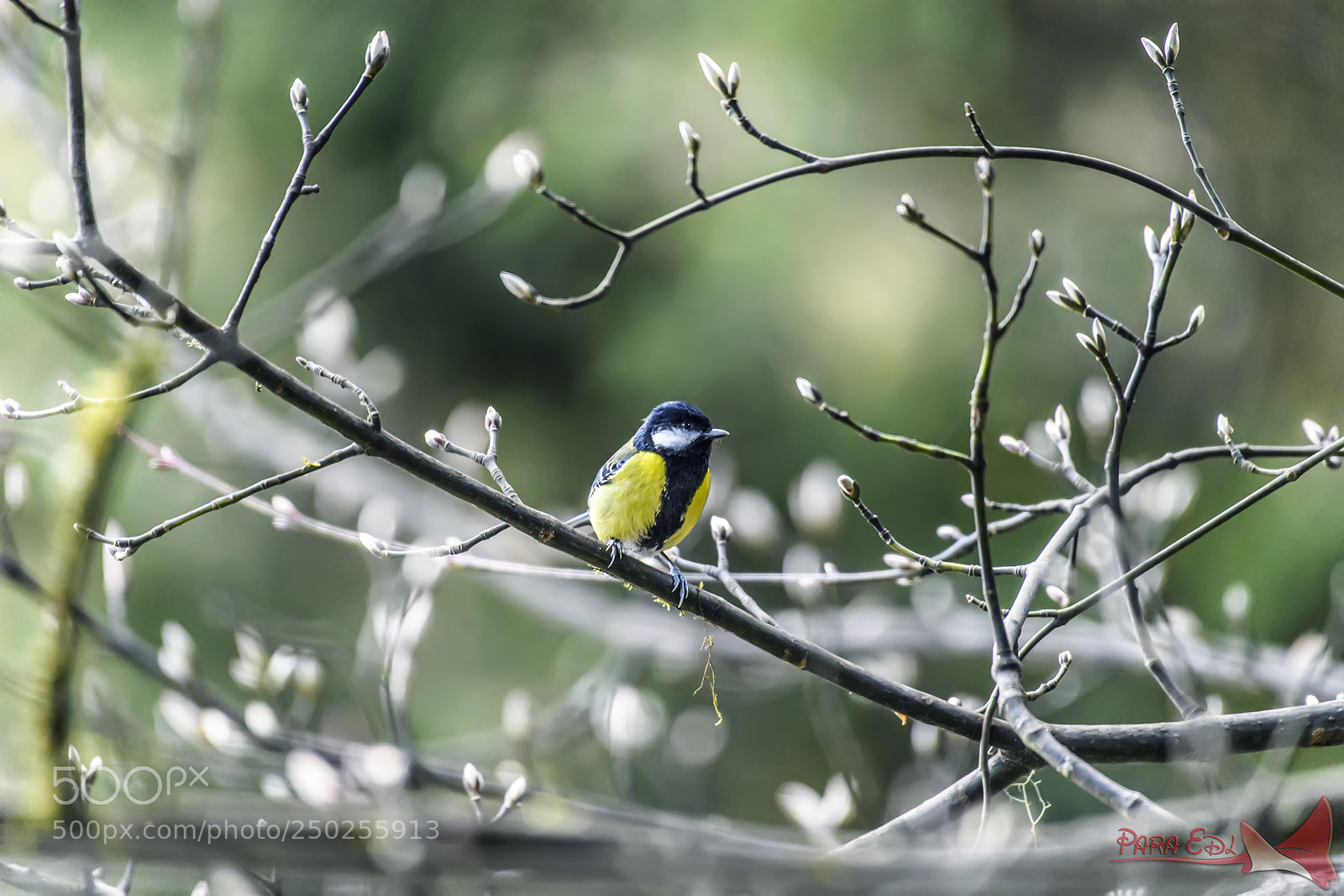Nikon D5 sample photo. Parus monticolus photography