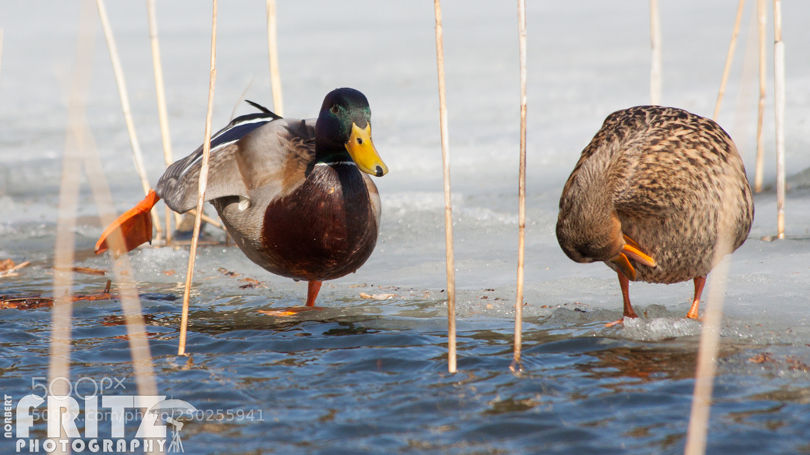Canon EOS 50D sample photo. Stockenten am lansermoor photography