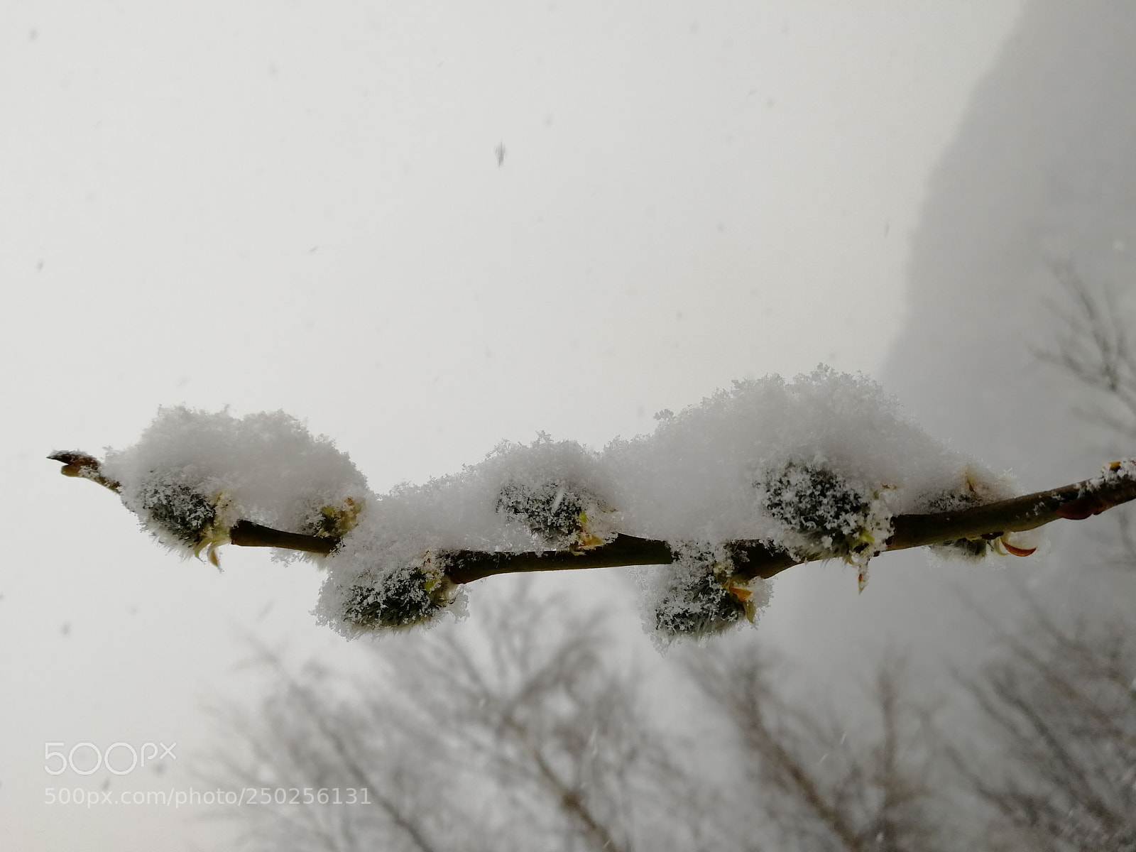 HUAWEI Honor 9 sample photo. Snow is back photography