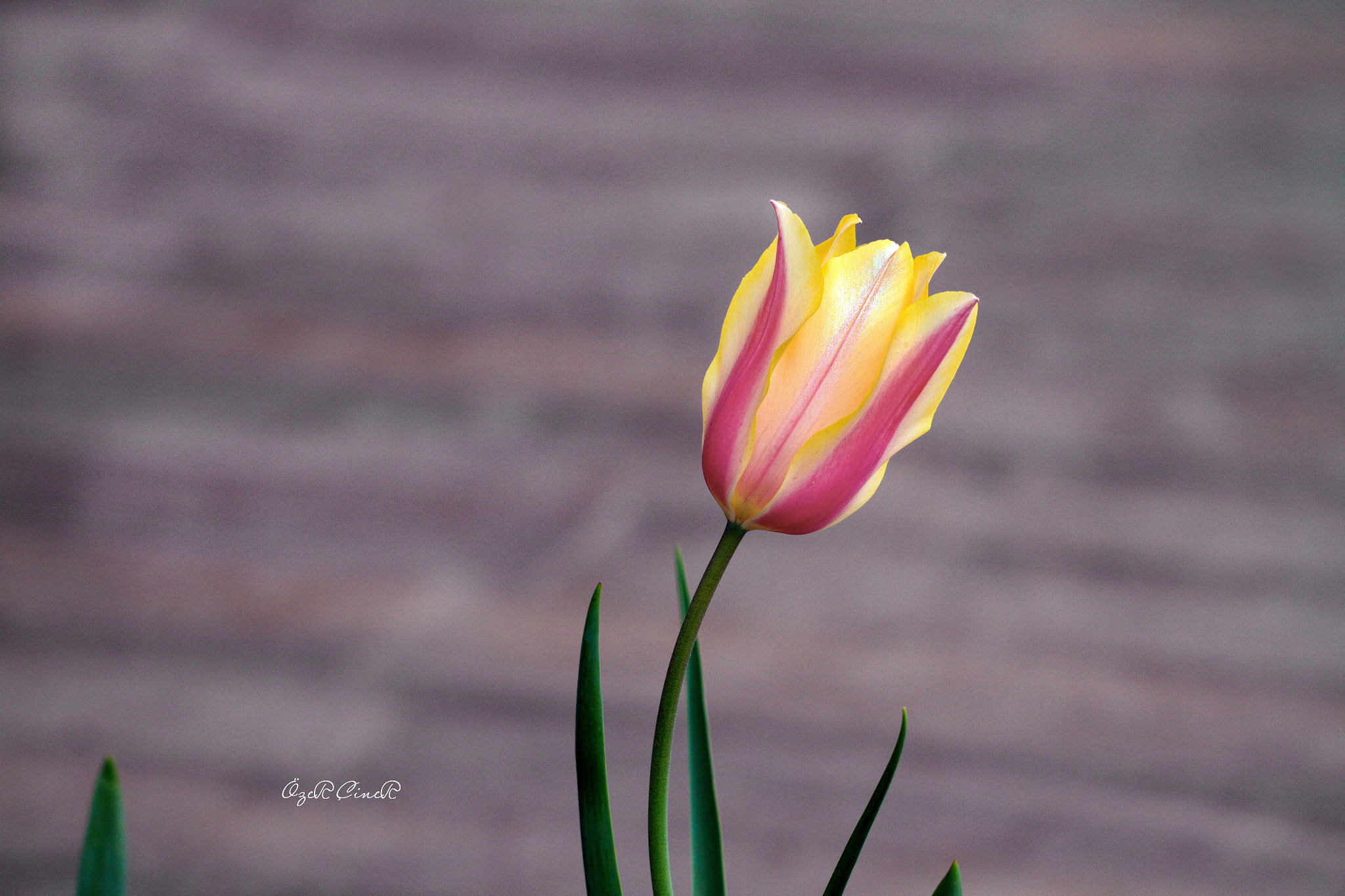 Canon EF 100mm F2.8L Macro IS USM sample photo. Reach out, i'll be there. photography